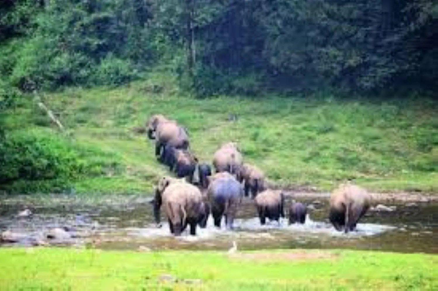 Activities in Forestscape Resort Munnar