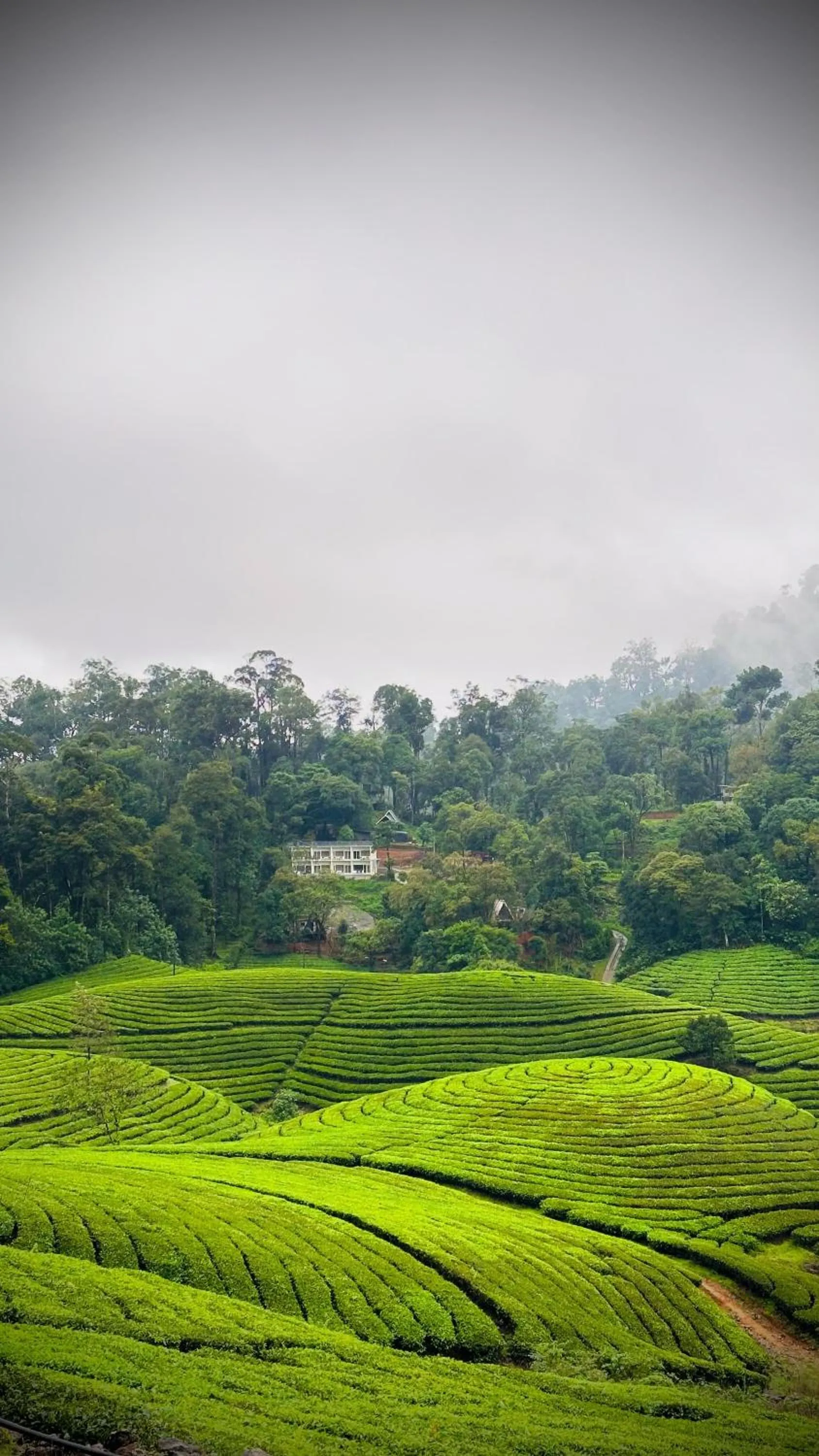 Natural landscape in Forestscape Resort Munnar