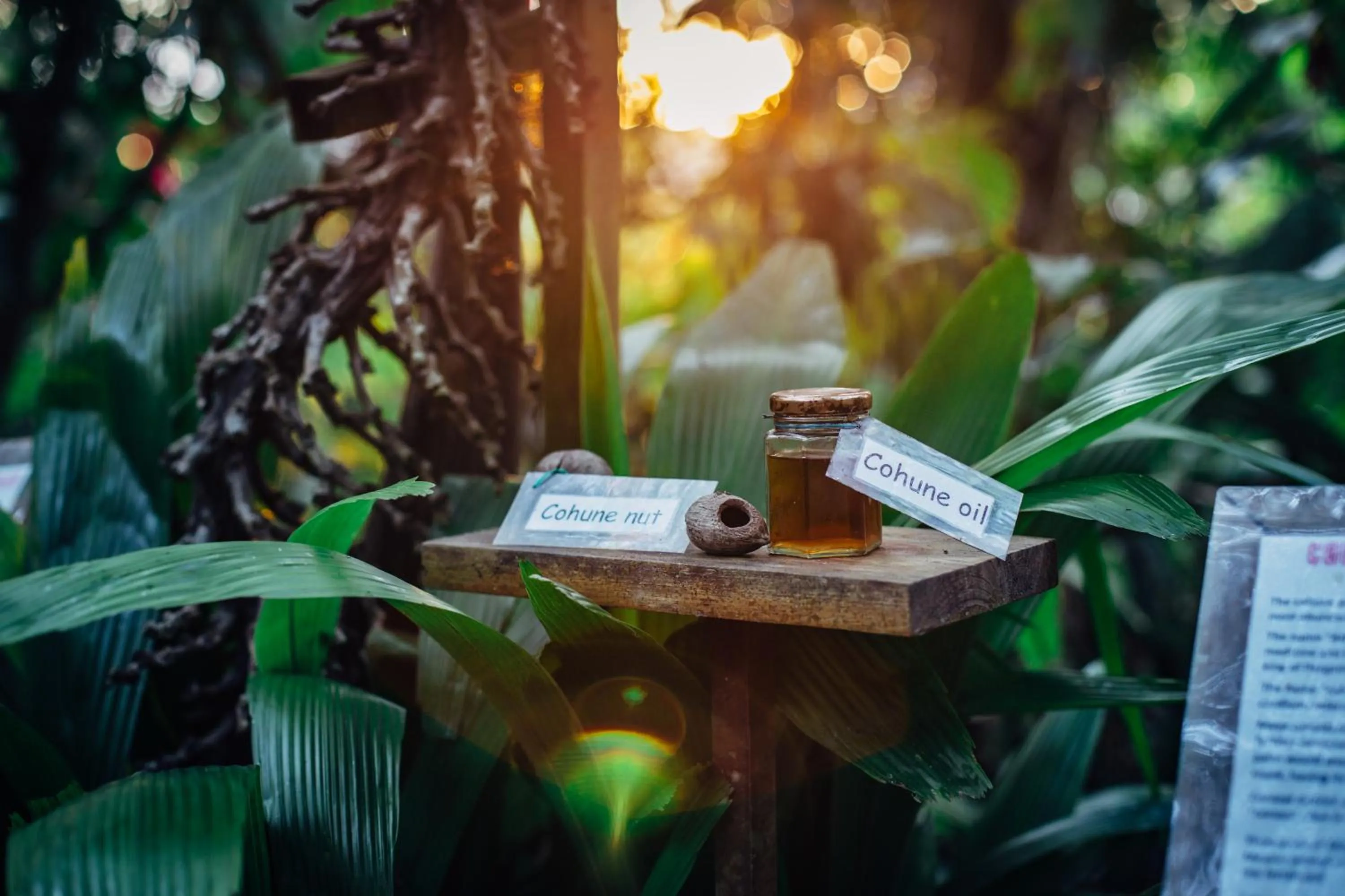 Ian Anderson Caves Branch Jungle Lodge