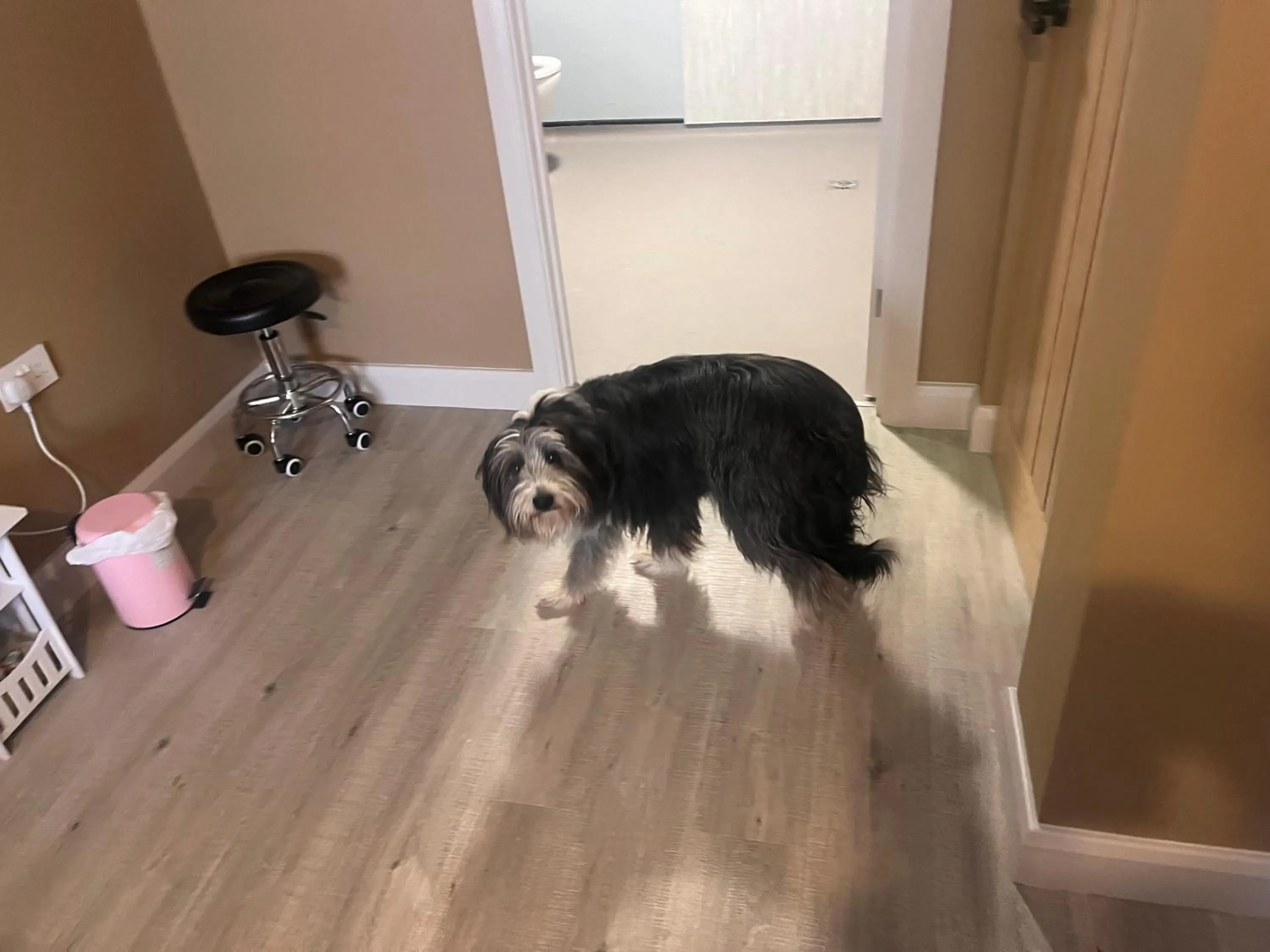 Pets in Tumbledown Hotel