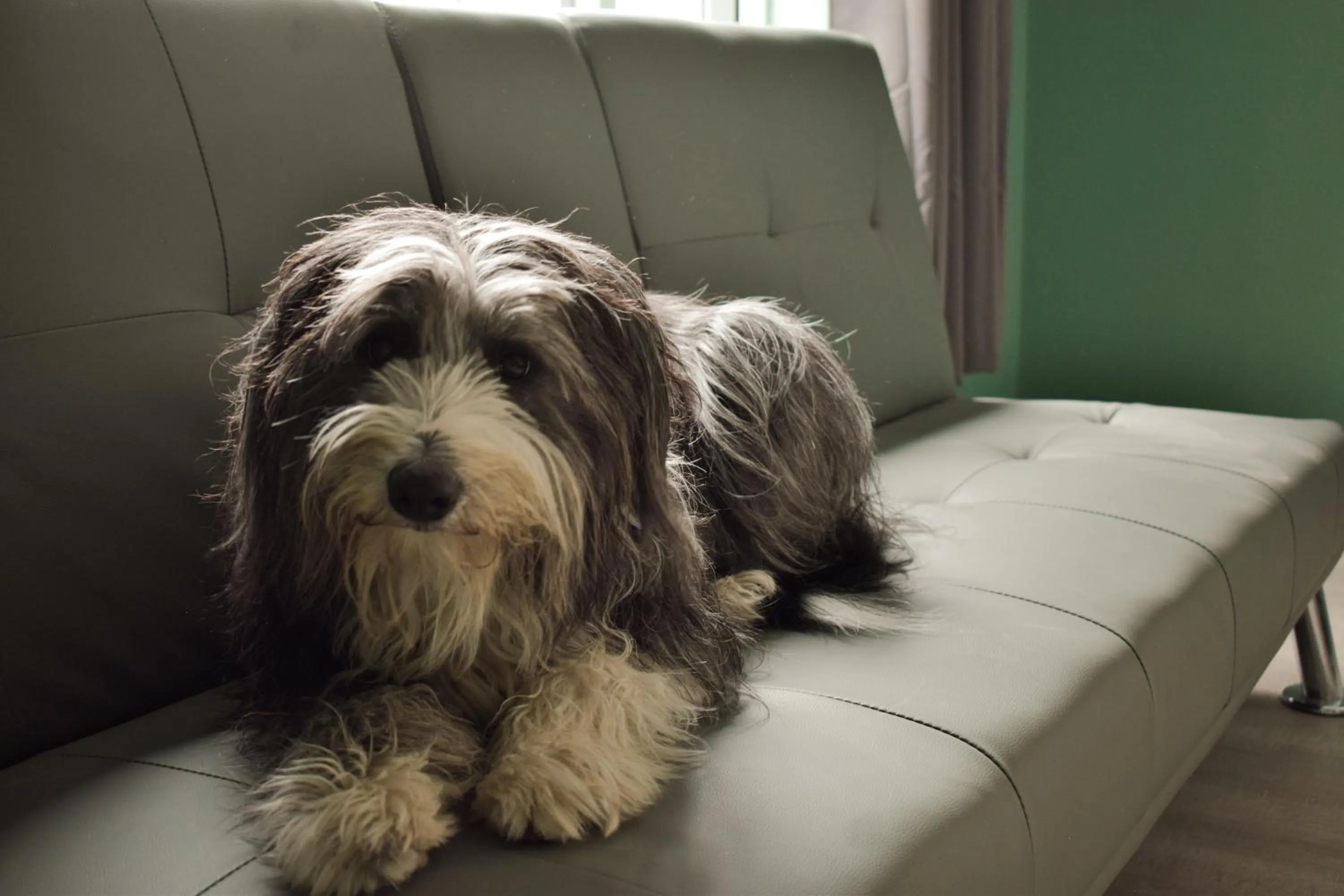 pet friendly in Tumbledown Hotel