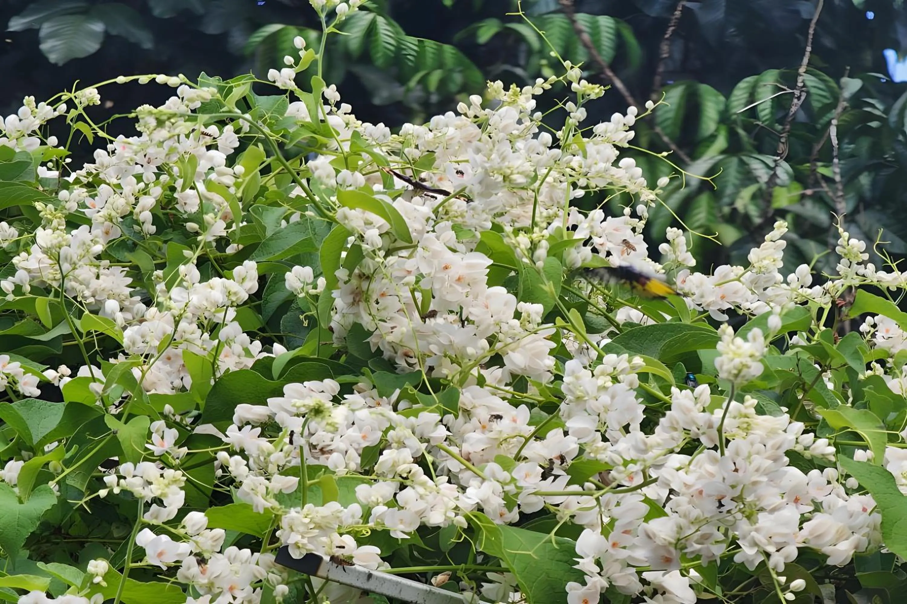 Spring in Rat Min House