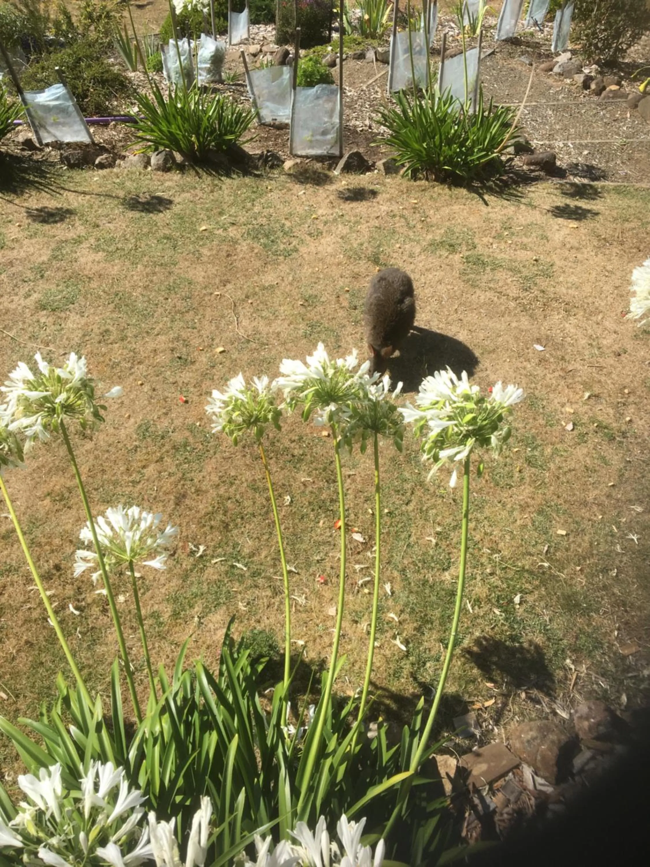 Animals in House on the Hill Bed and Breakfast