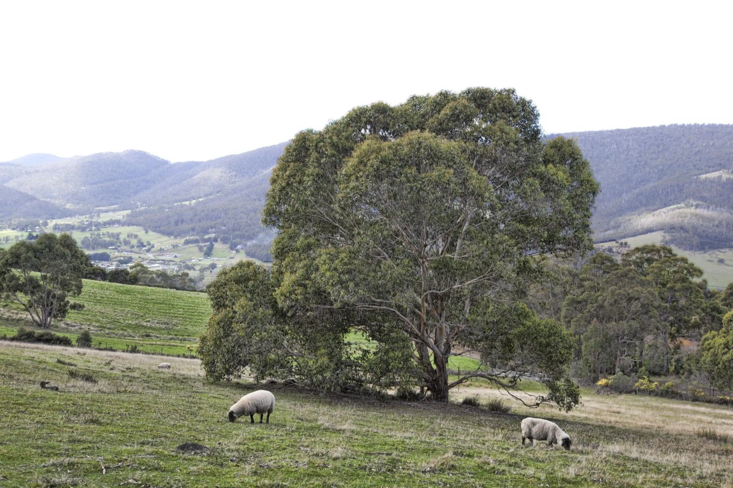 House on the Hill Bed and Breakfast