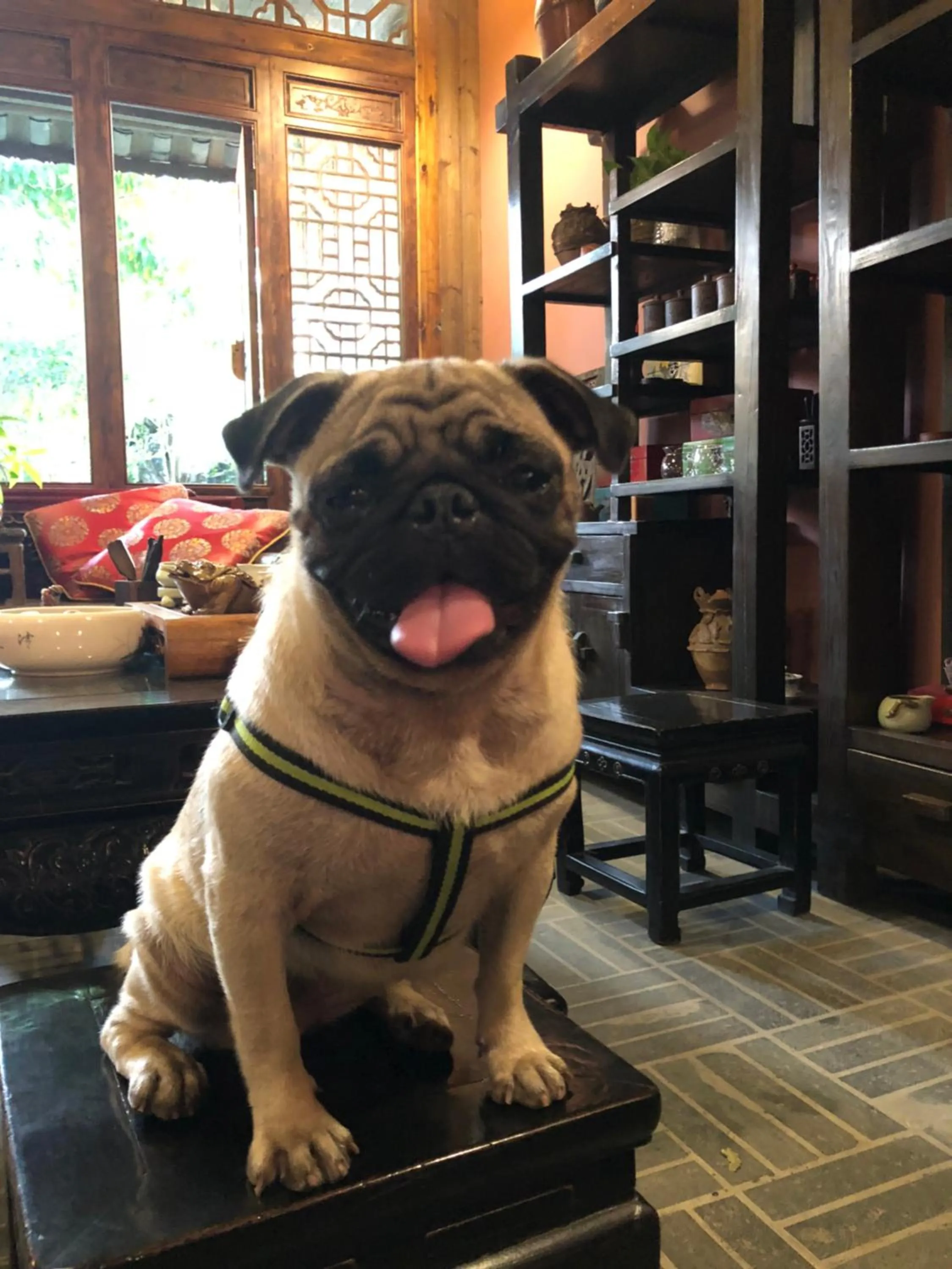 Pets in Yangshuo Mountain Nest Boutique Hotel