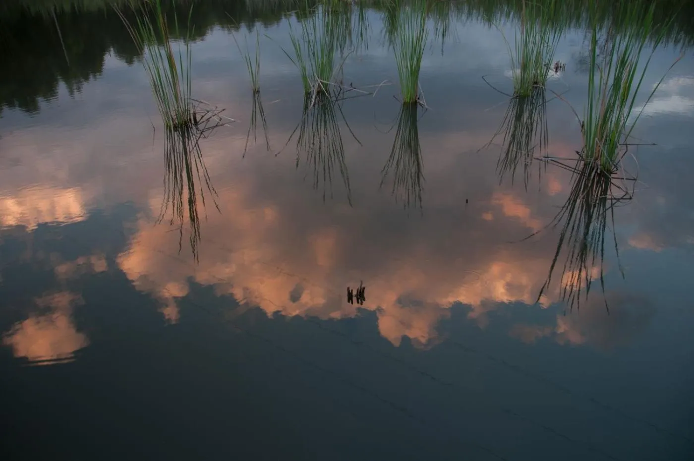 Garden in ilanda Guest House