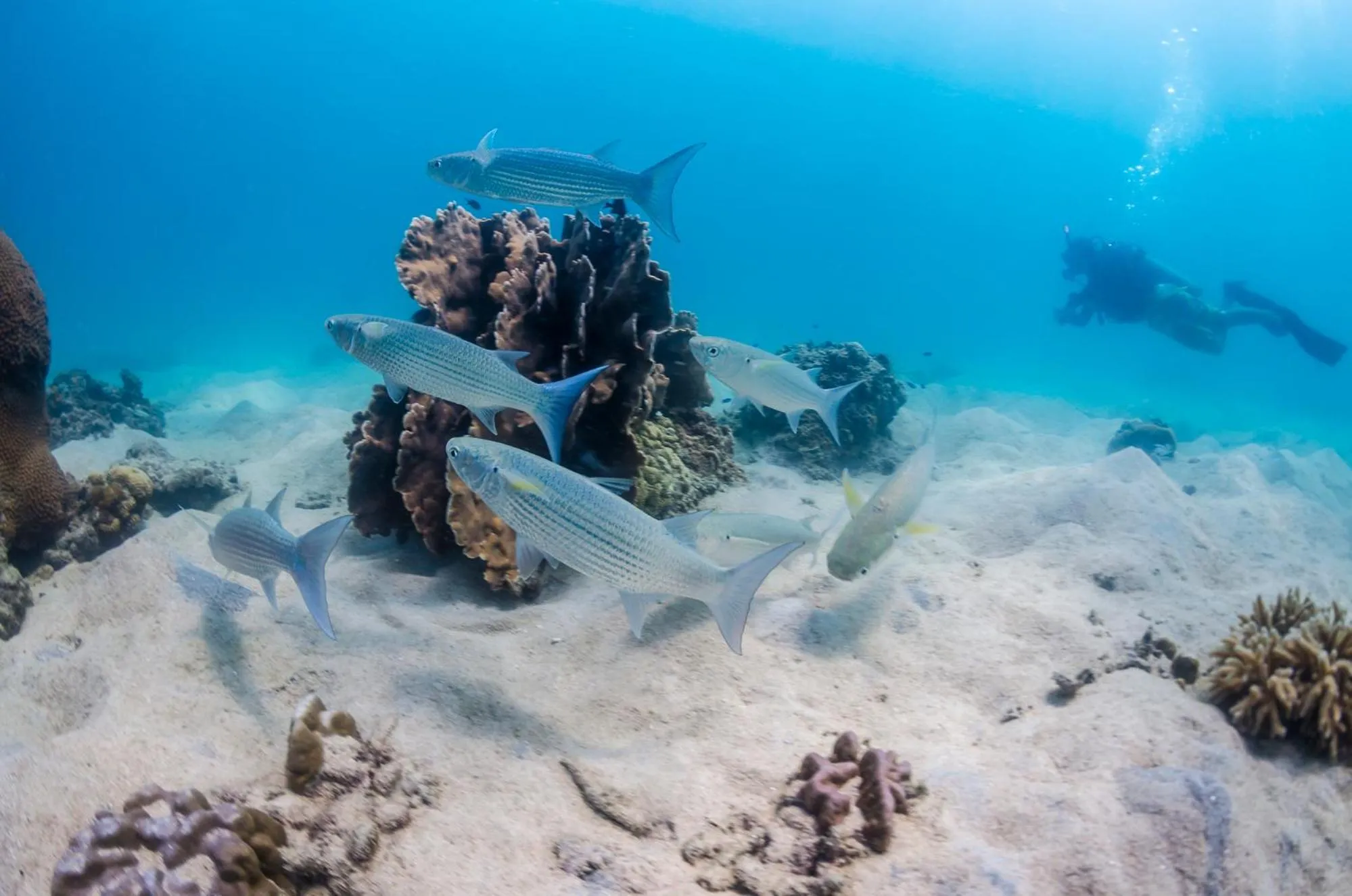 Diving in Woodlawn Villas Resort