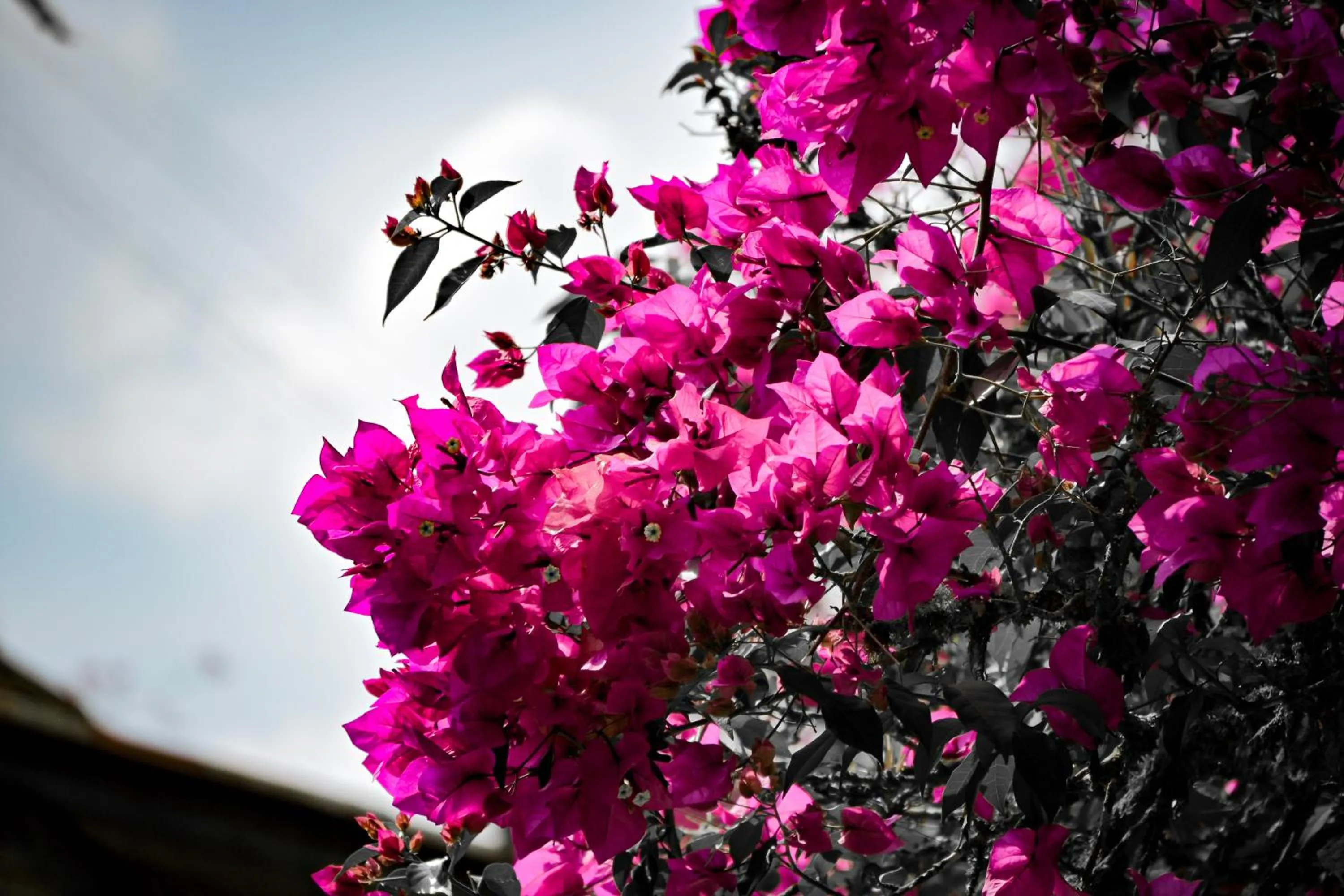 Garden in Hotel Vísperas