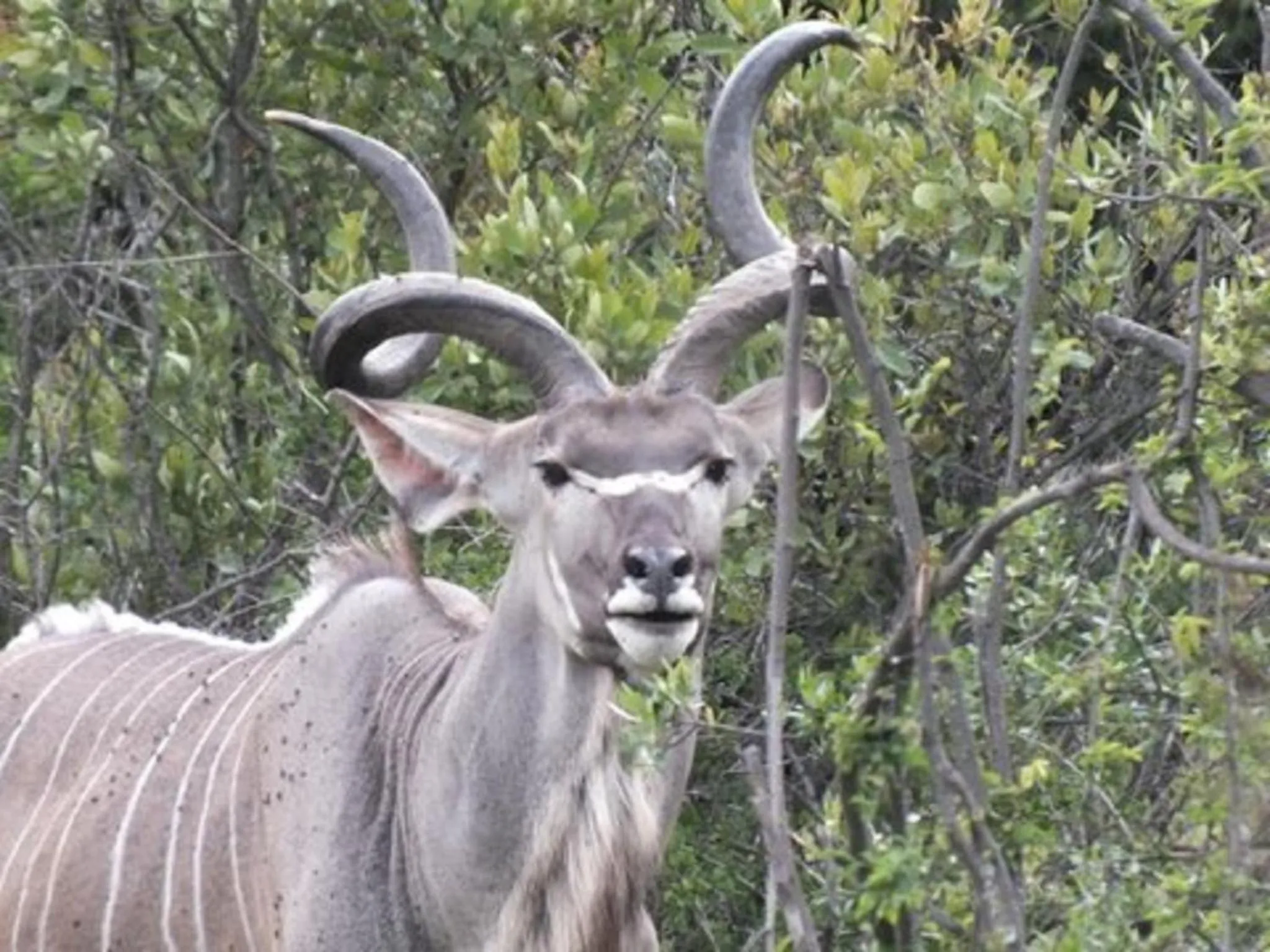Animals in Olive Tree Farm