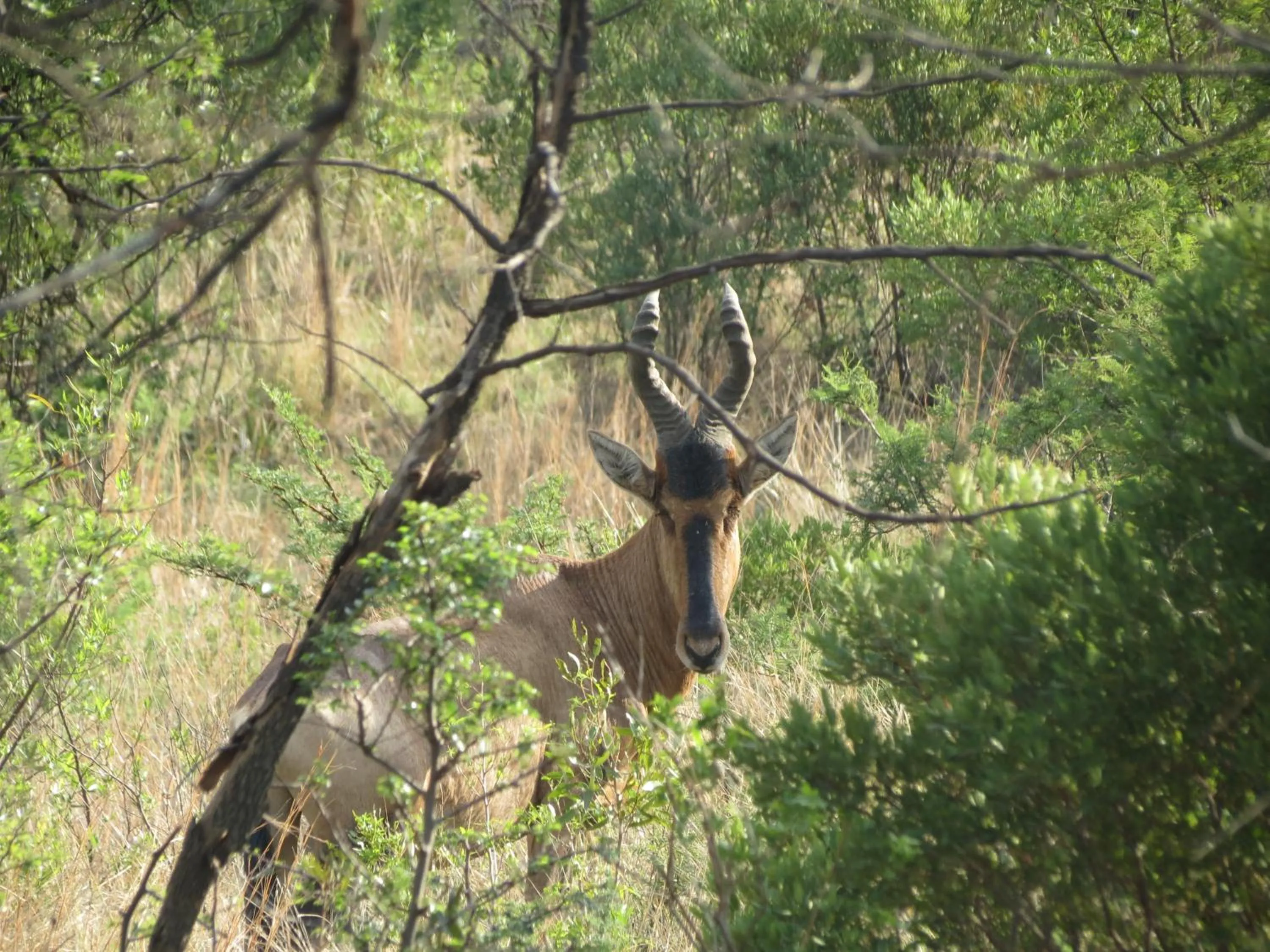 Animals in Olive Tree Farm
