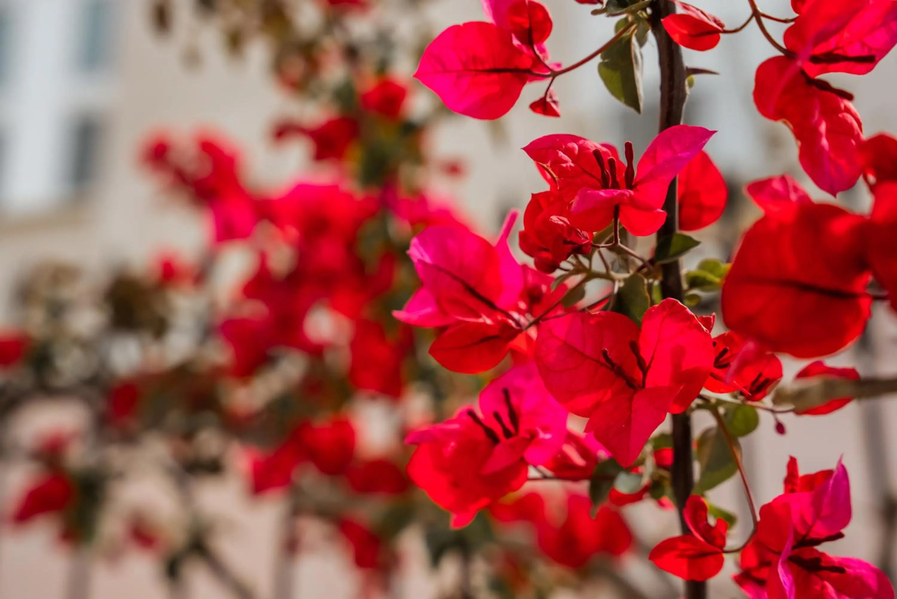 Spring in Archontiko Eleni Hotel