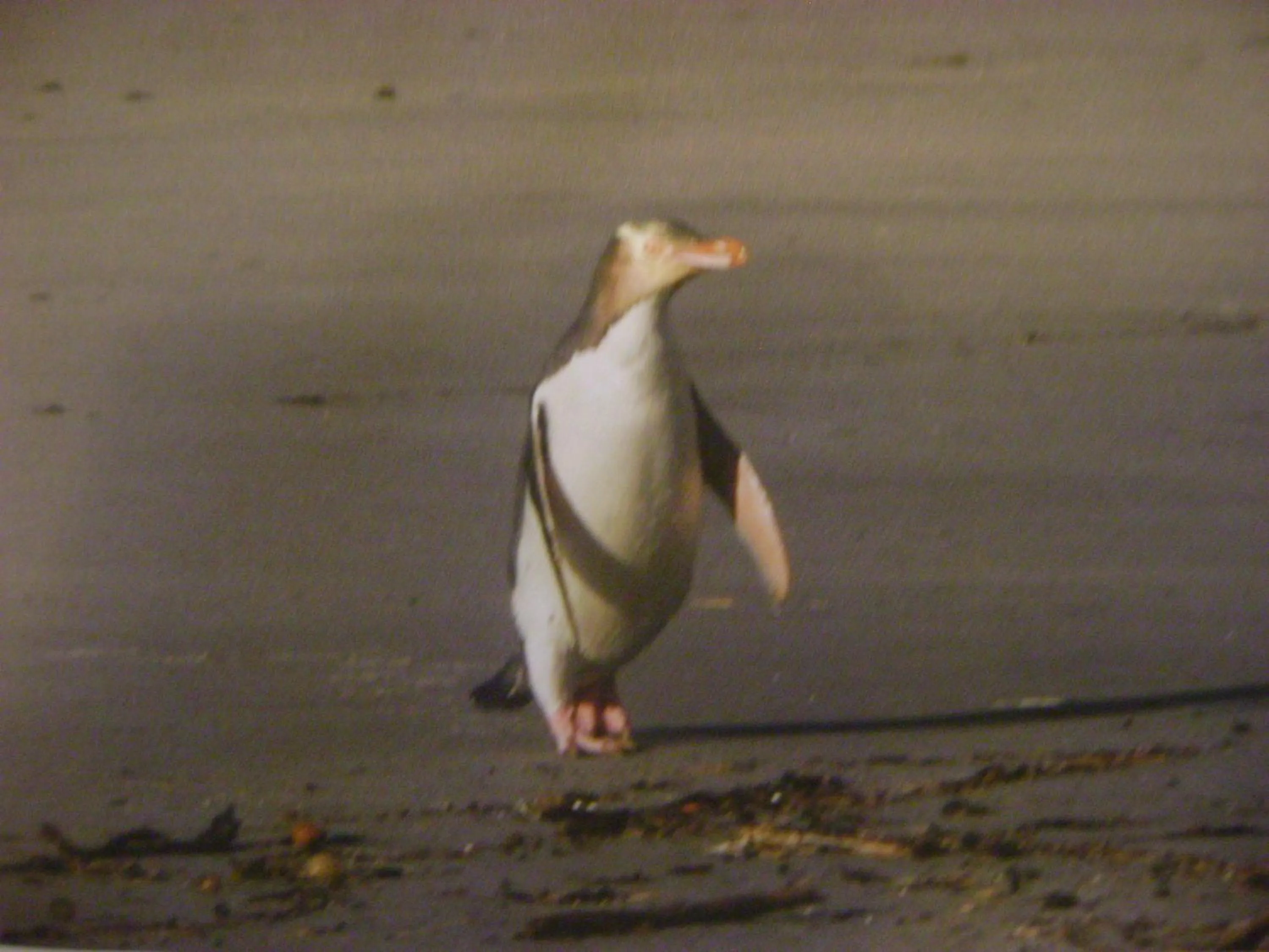 Animals in Catlins Newhaven Holiday Park