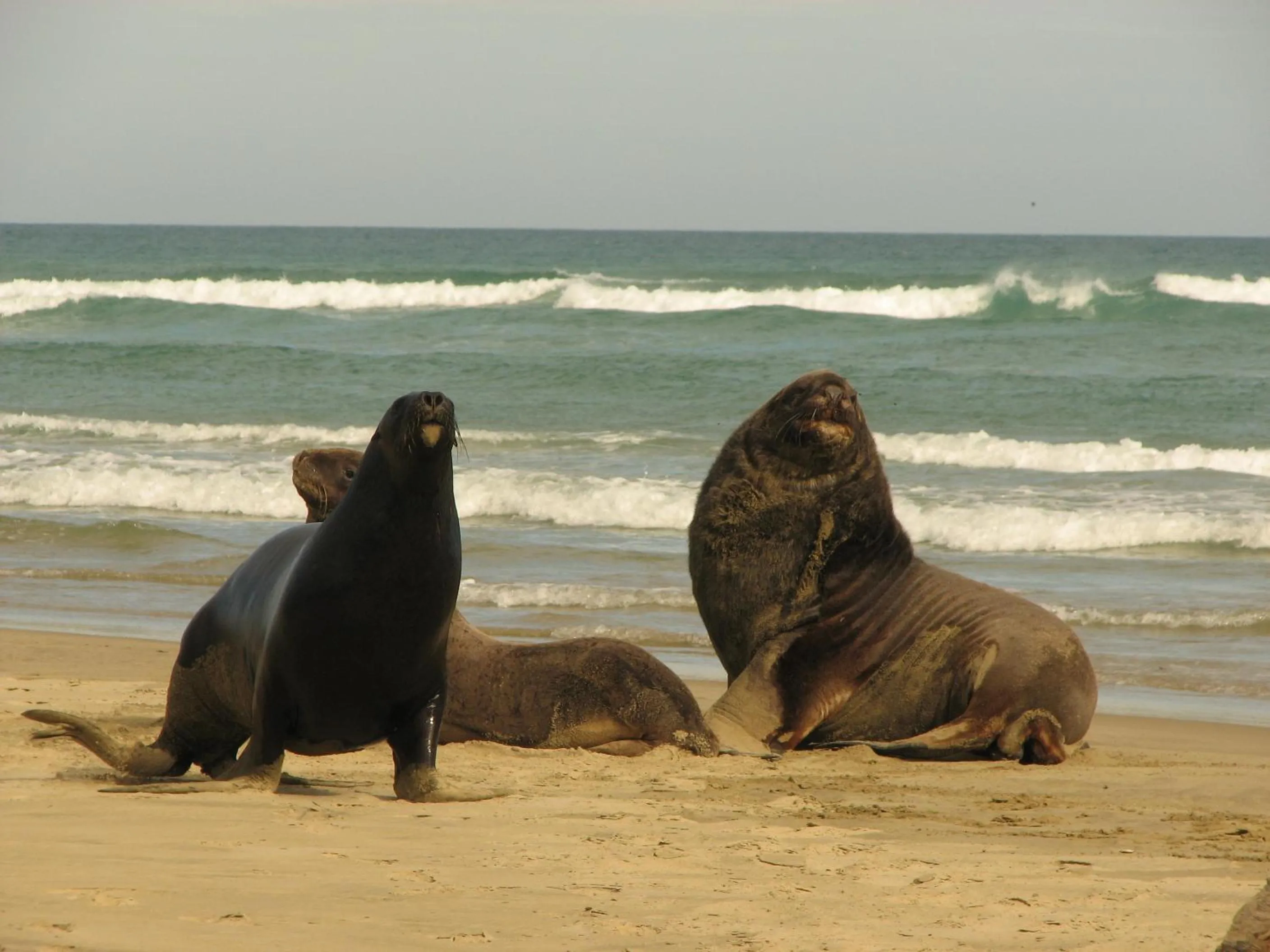 Animals in Catlins Newhaven Holiday Park