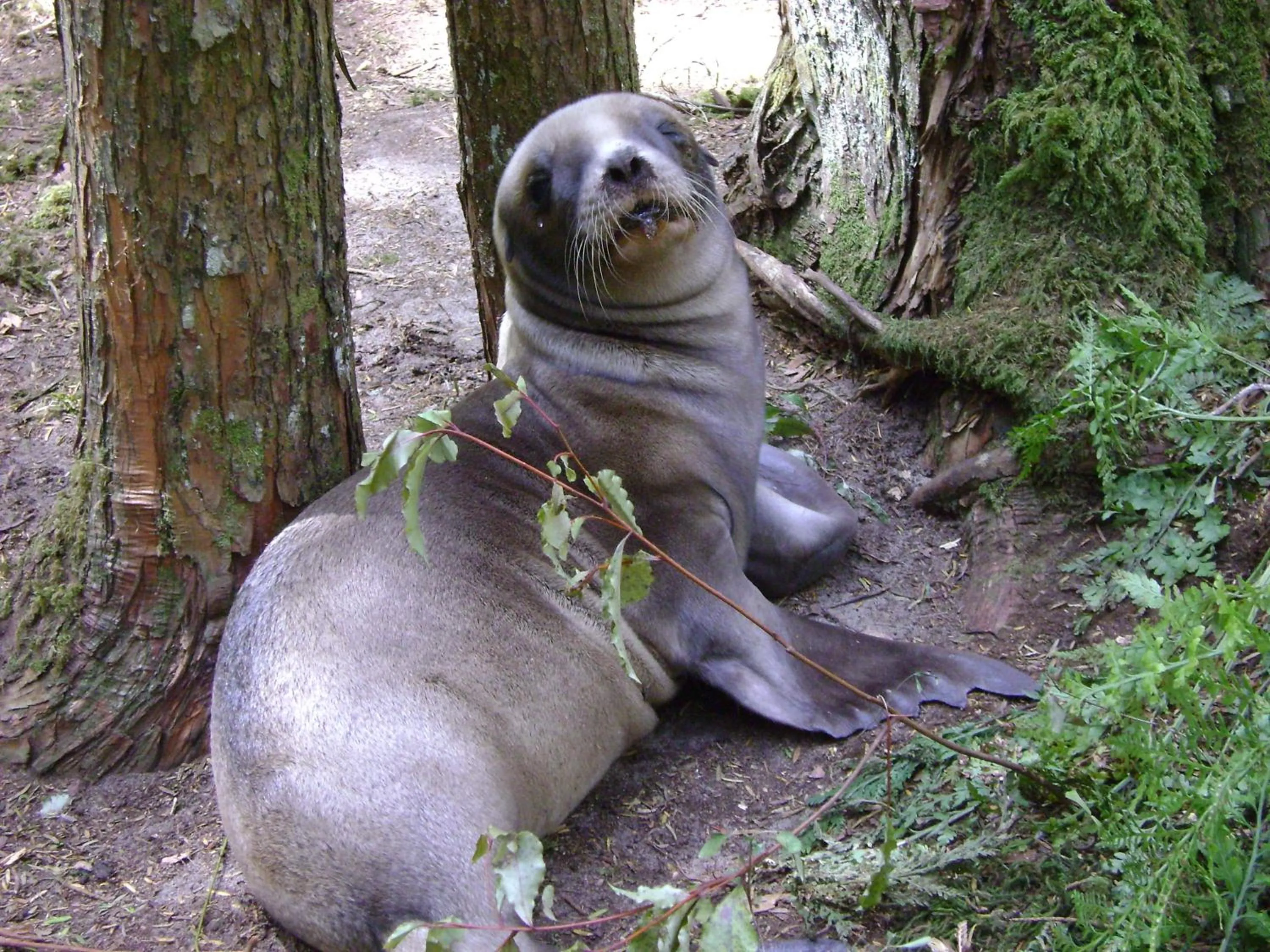 Animals in Catlins Newhaven Holiday Park