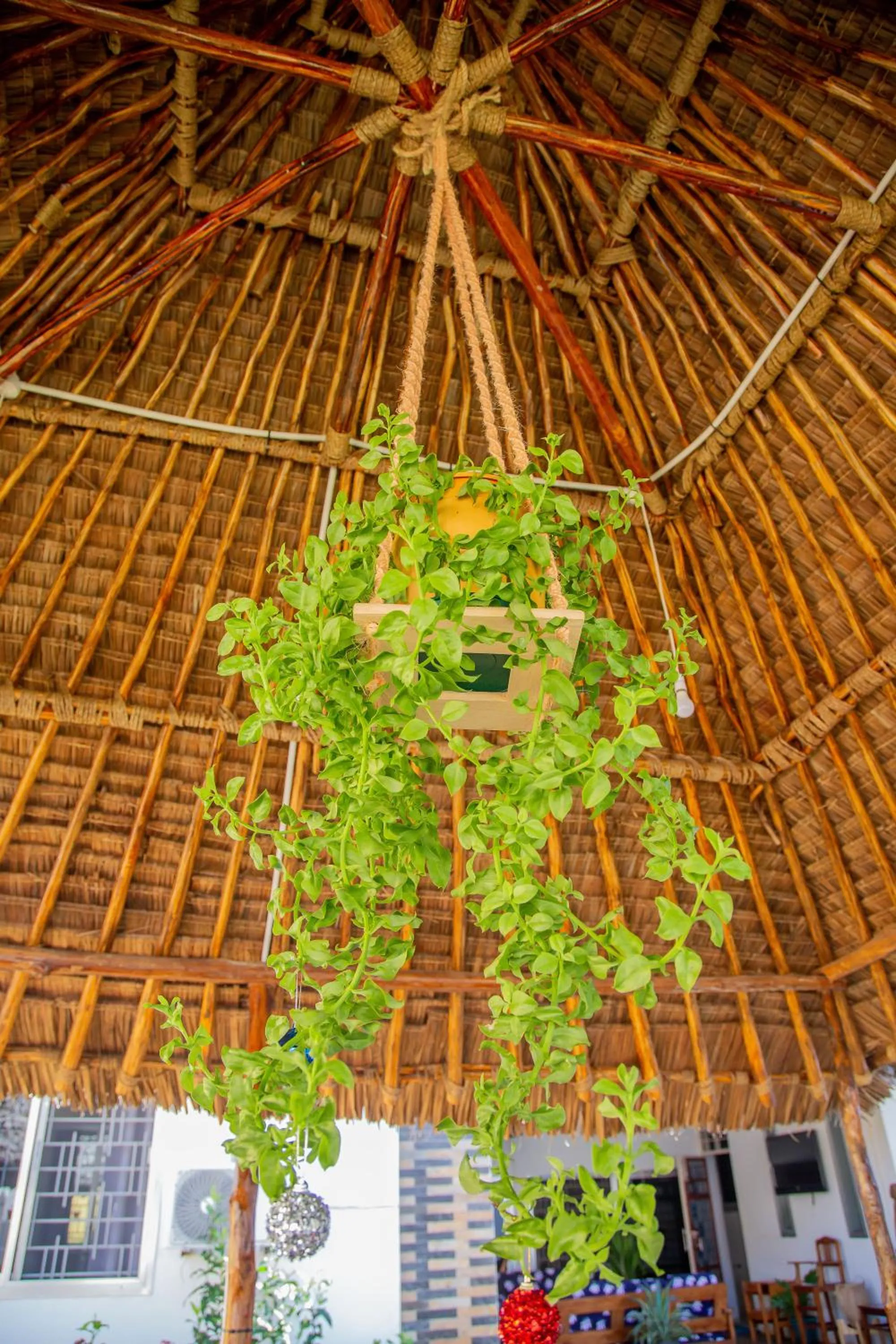 Garden in La Casa Preciosa in Tanga