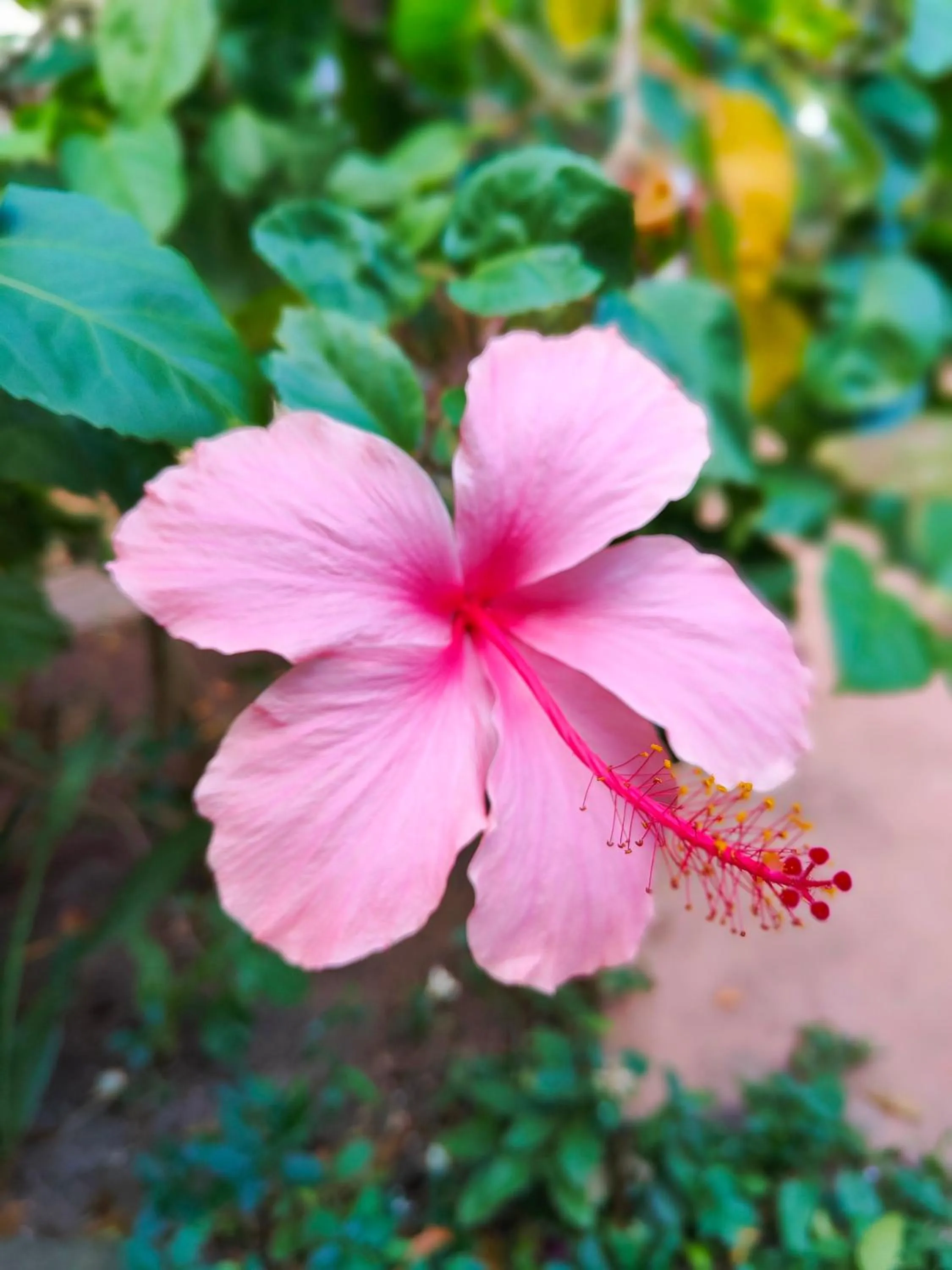 Garden view in Paje By Night Bungalows