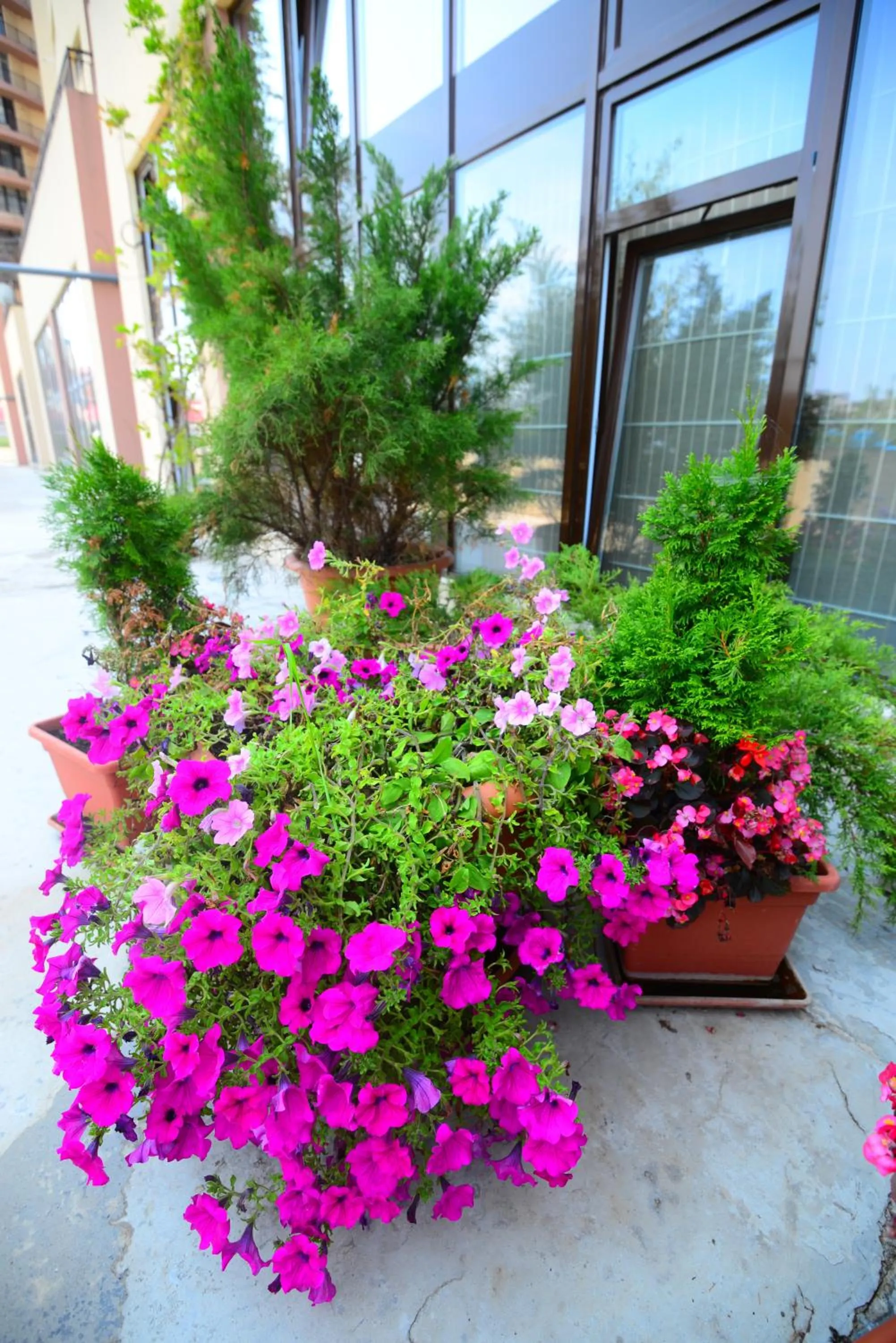 Patio in Hotel Biscuit