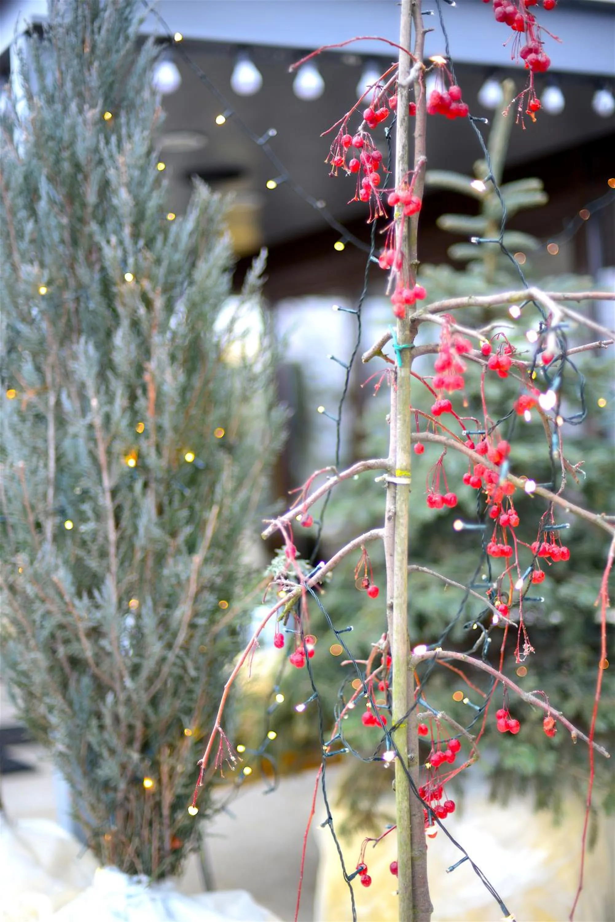 Balcony/Terrace in Hotel Biscuit