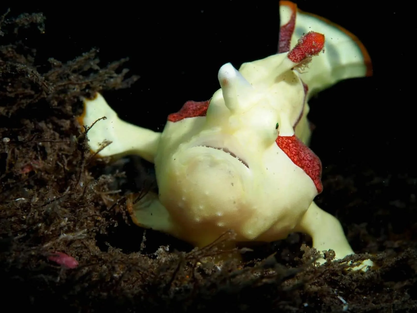 Gracey Dive Resort and Restaurant