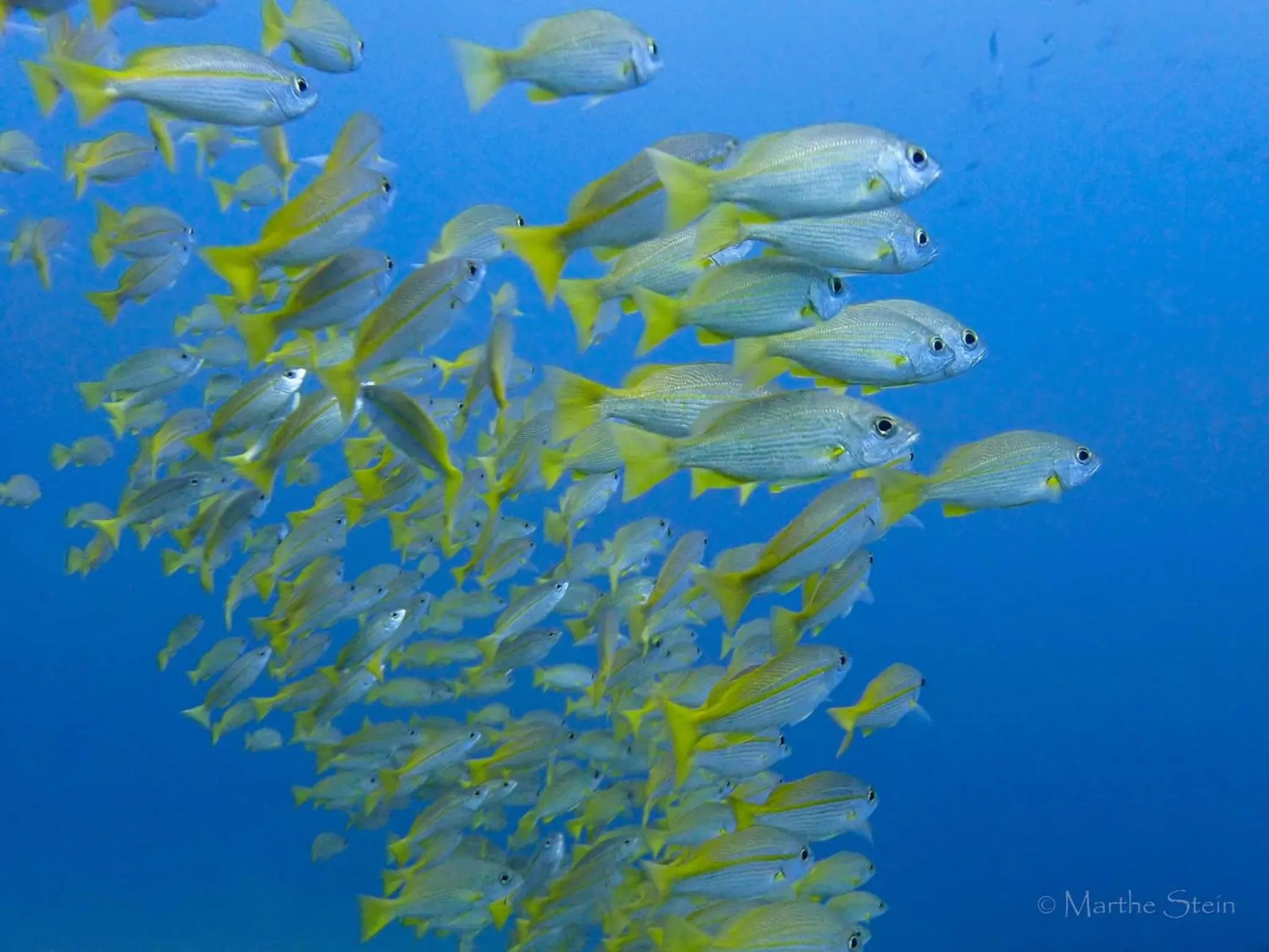 Gracey Dive Resort and Restaurant