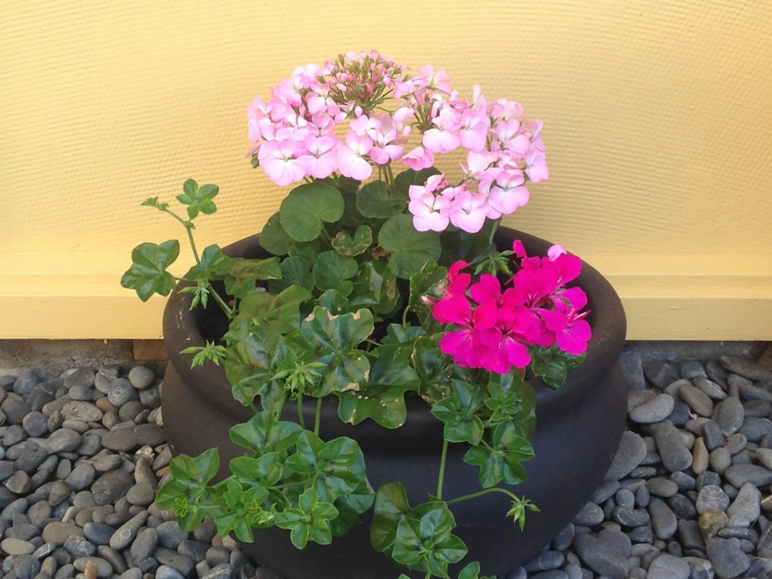 Decorative detail in Mount View Motel Hawera