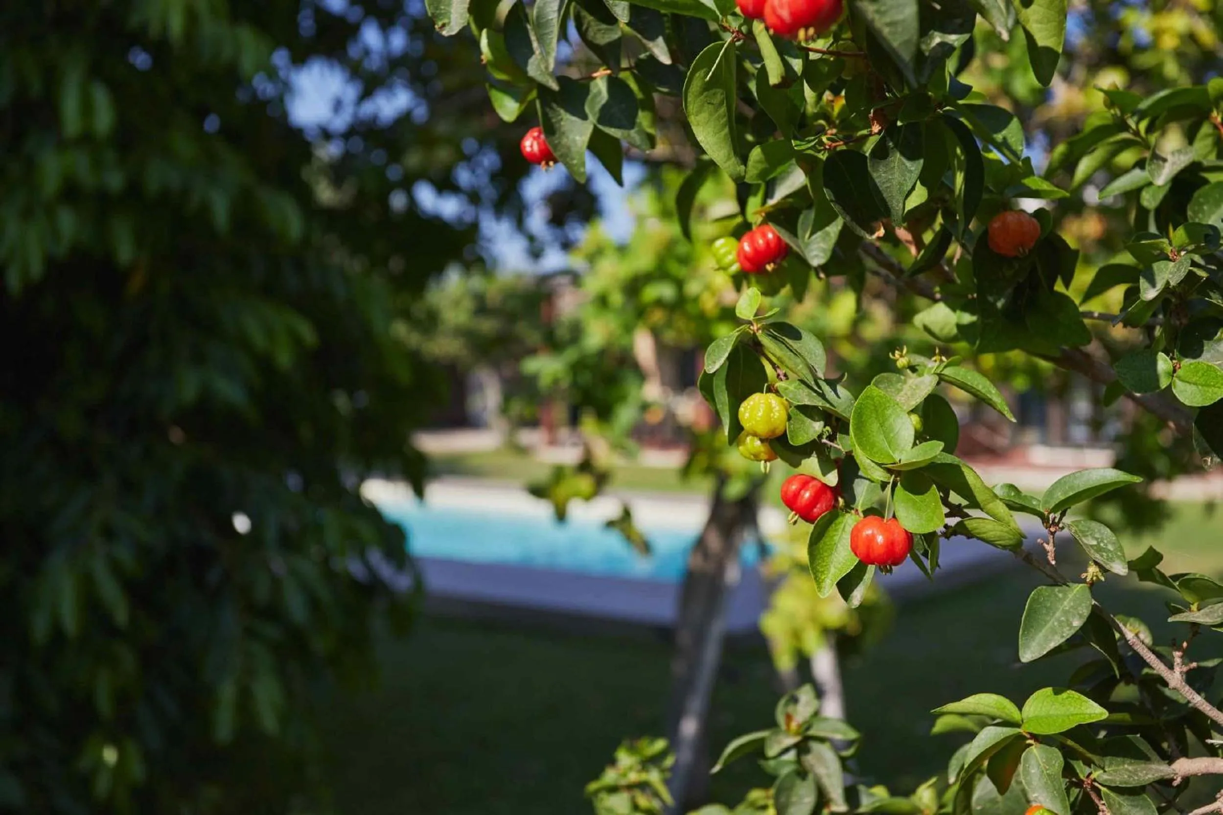 Casale della Pergola eco-friendly pool