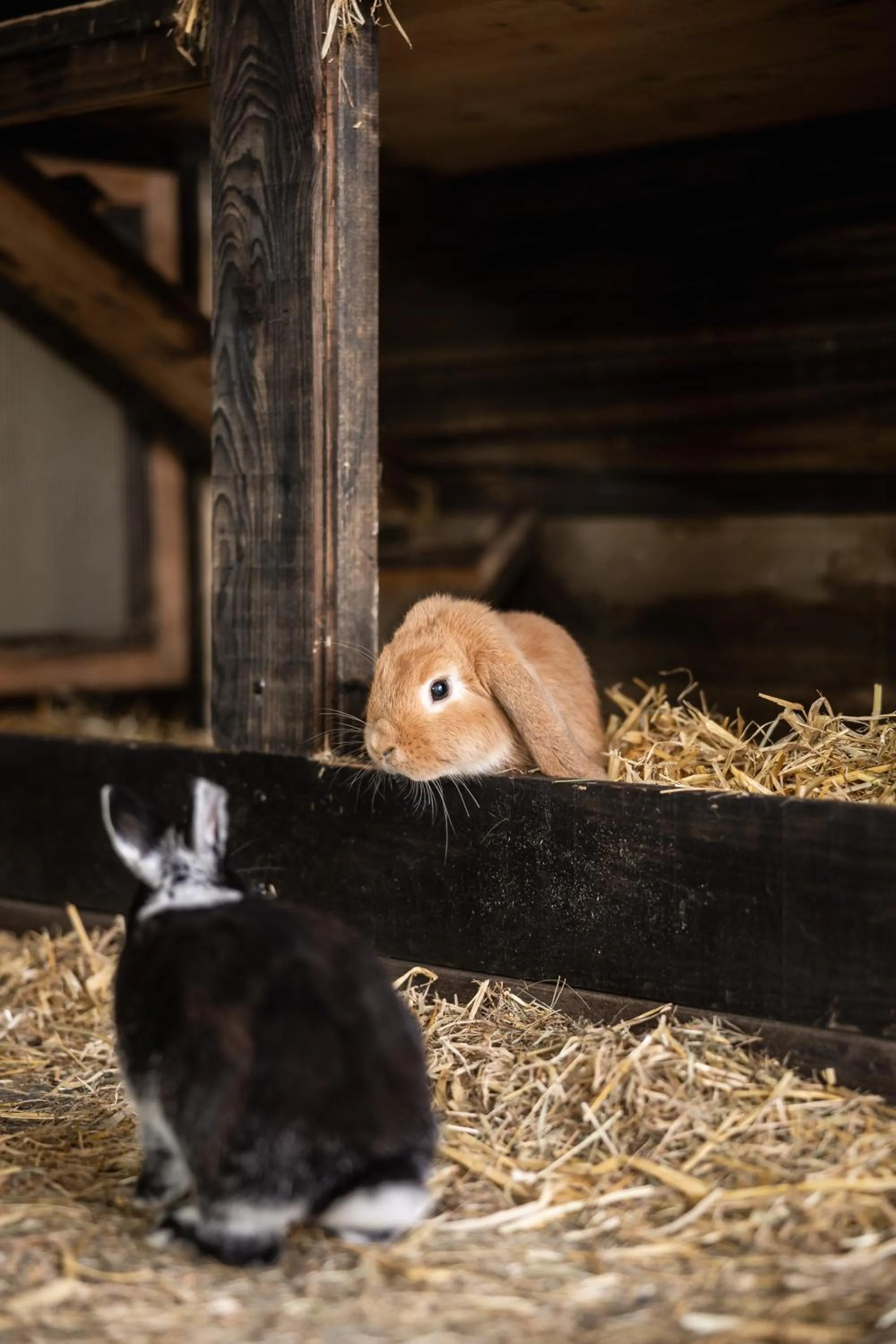 Animals in DAS GERSTL Family Retreat