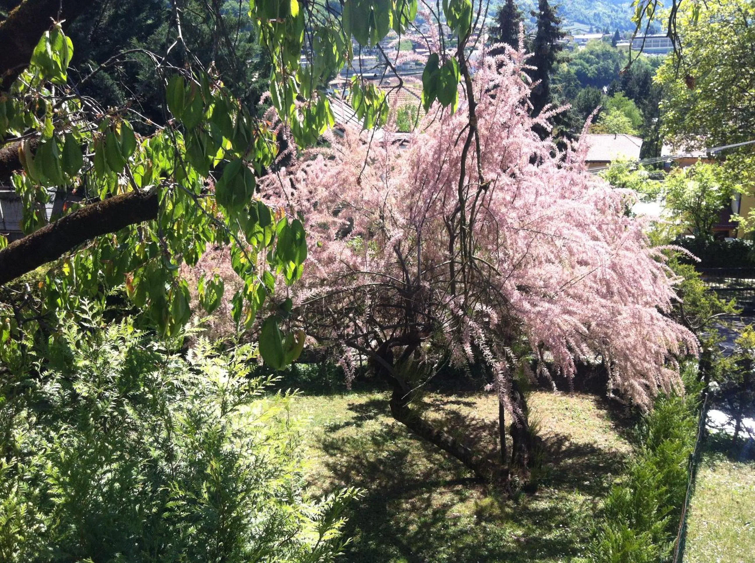Garden view in B&B Aria d'Argento - Bike Tours