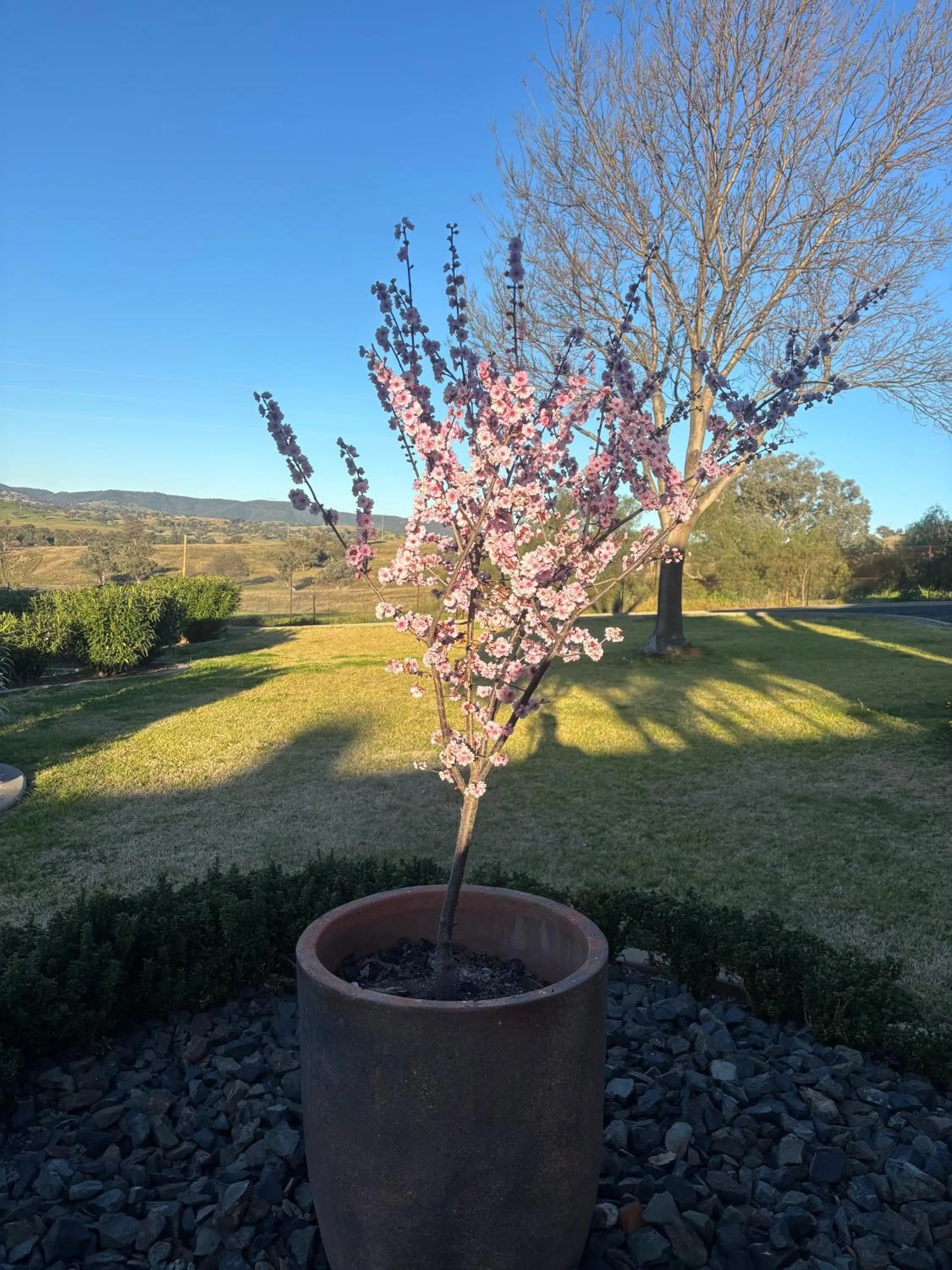 Garden in Hermitage Hill Country Retreat
