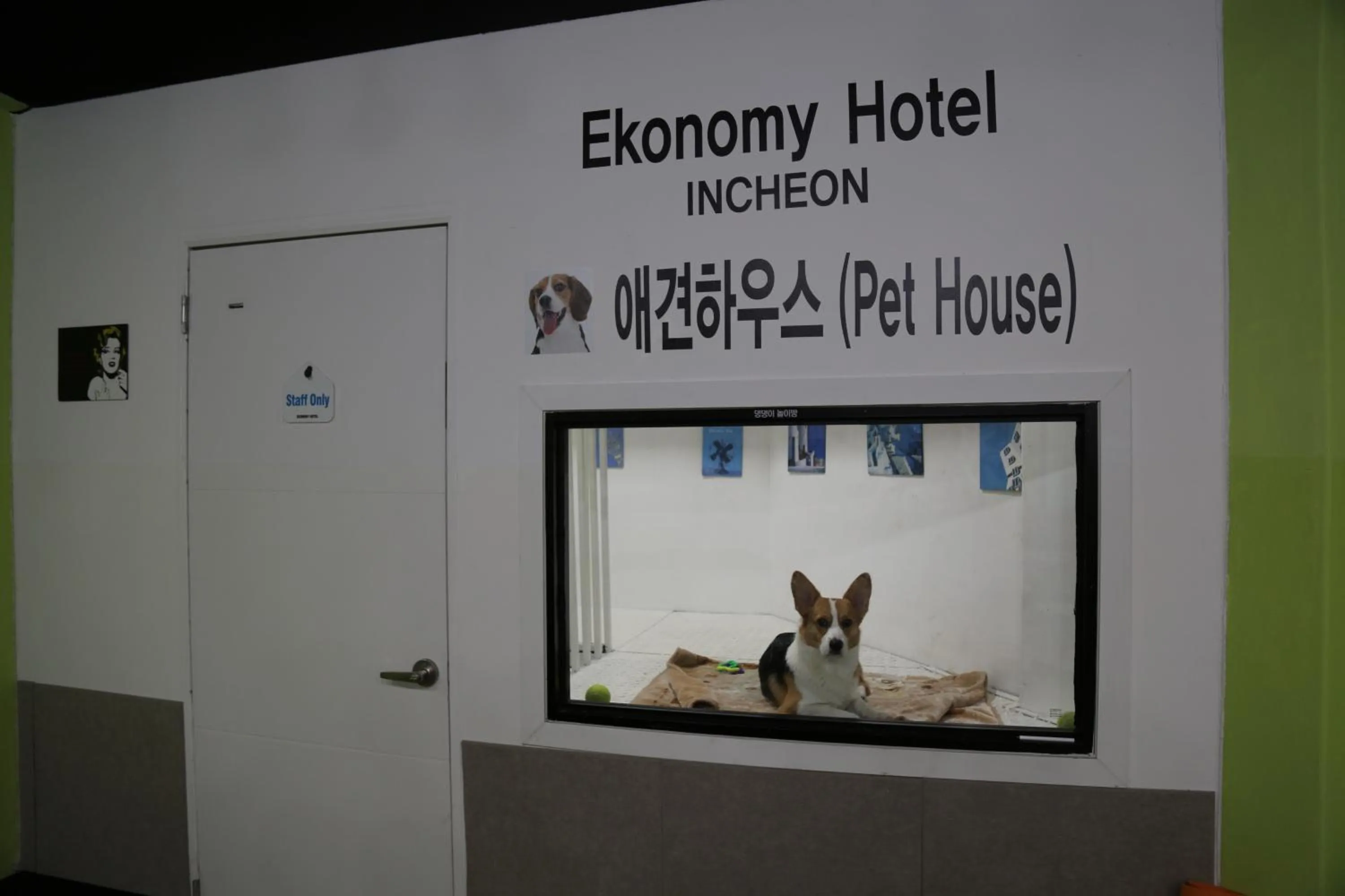 Pets in Ekonomy Hotel Incheon