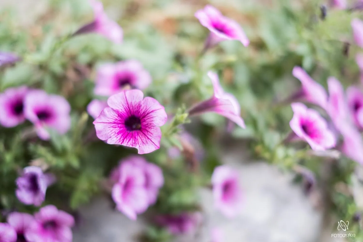 Garden in B&B Tenuta la Cornula