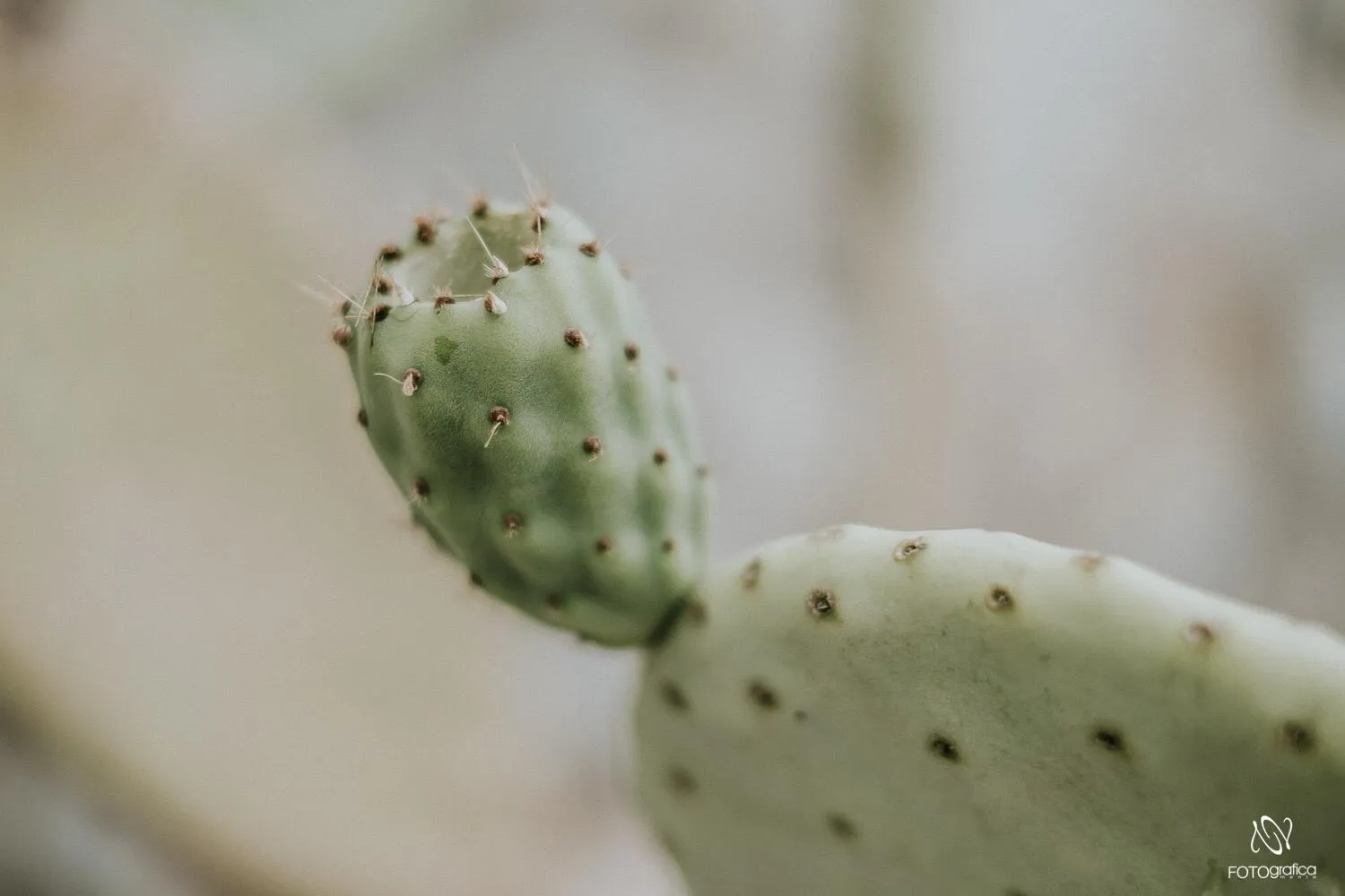 Garden in B&B Tenuta la Cornula