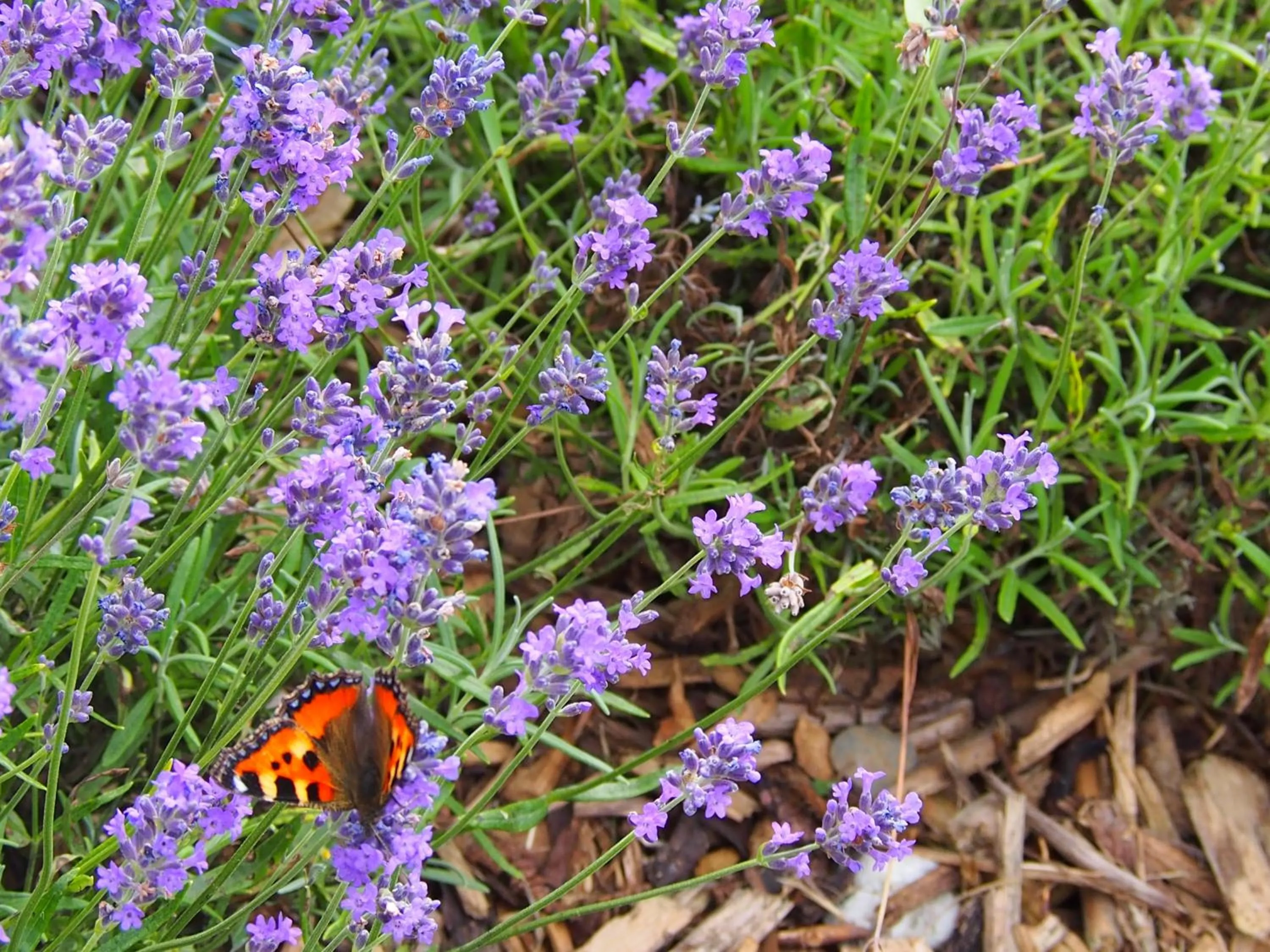 View (from property/room) in B&B La Chabetaine