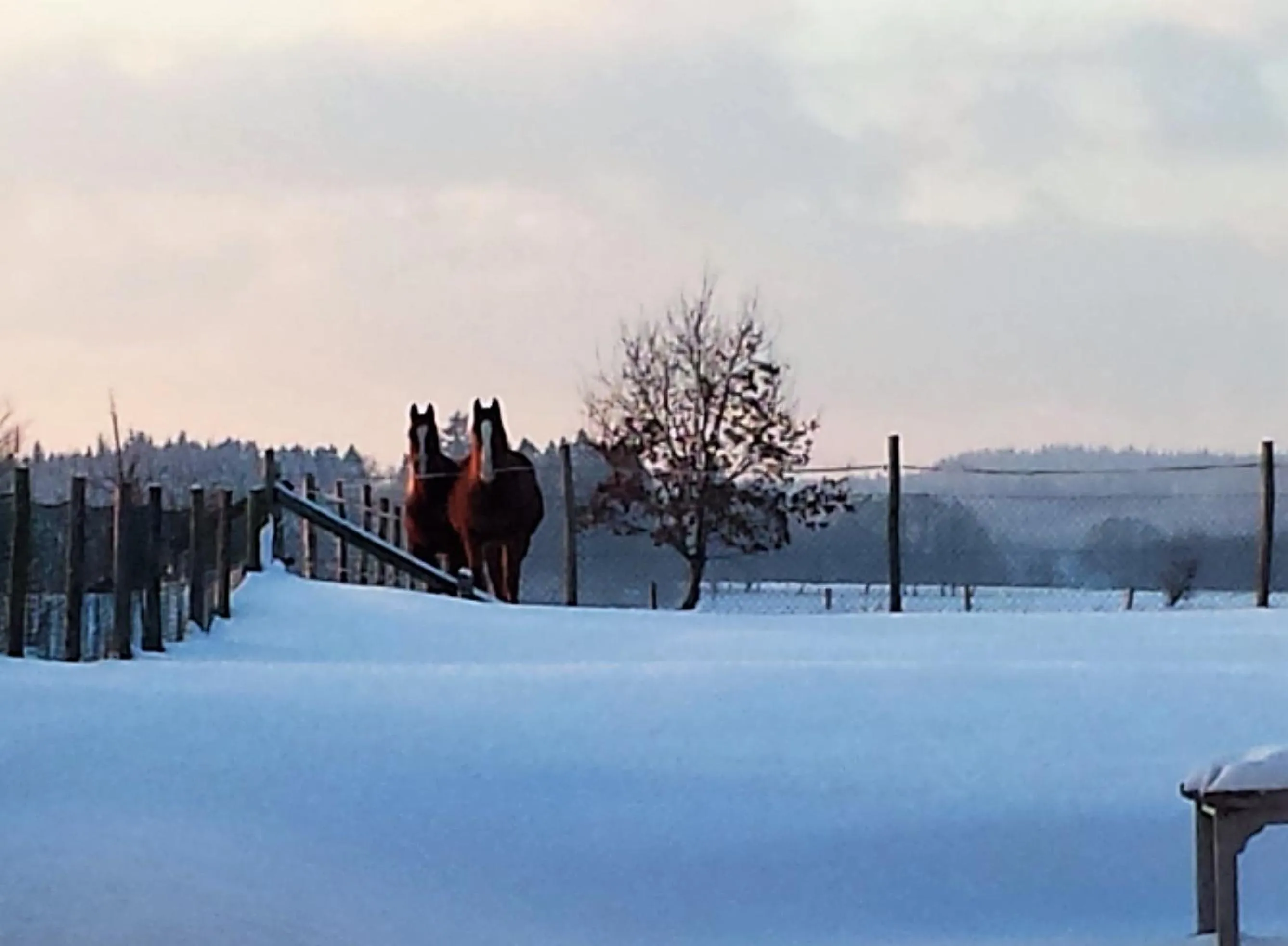 Pets in B&B La Chabetaine