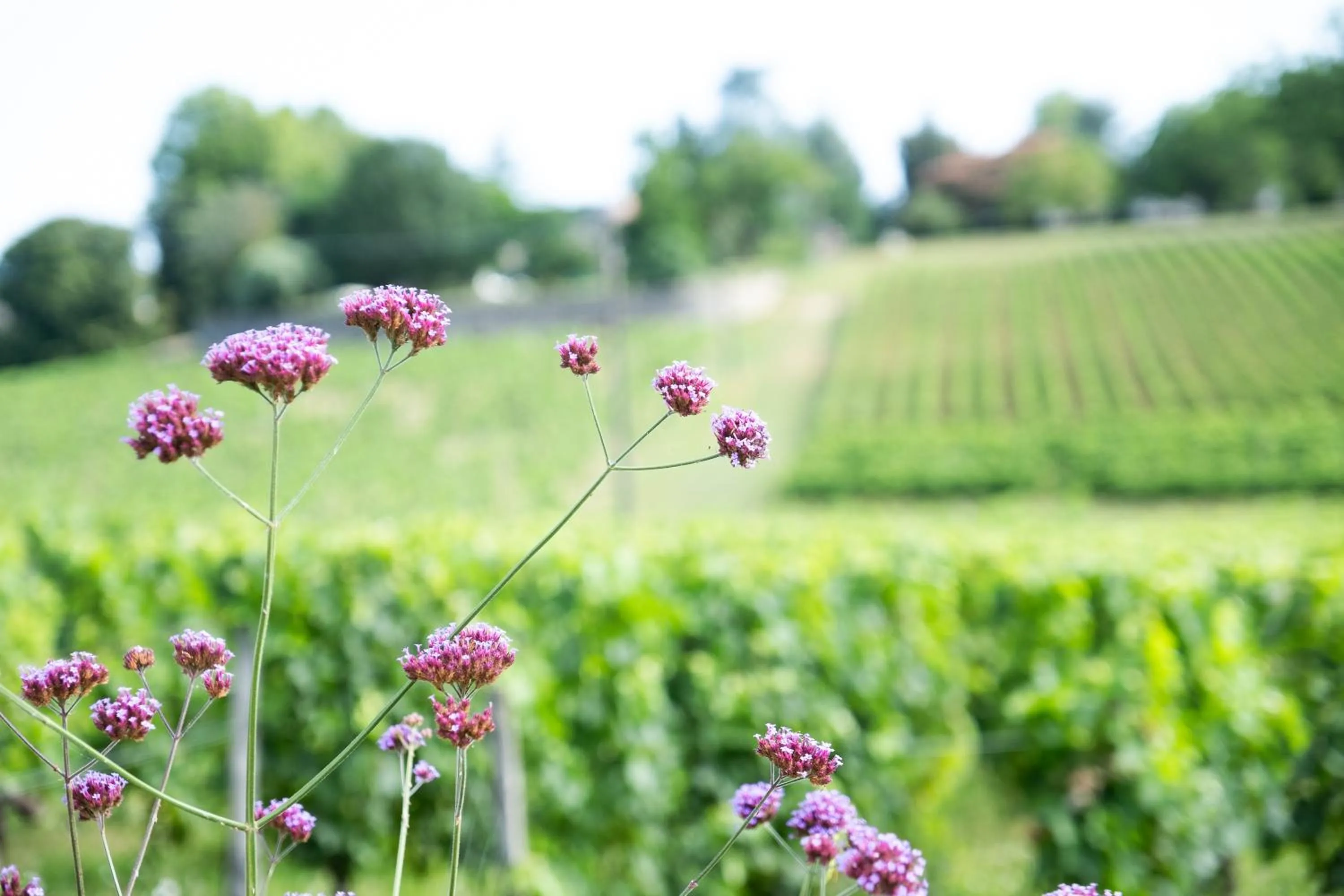Au Charmant Des Vignes