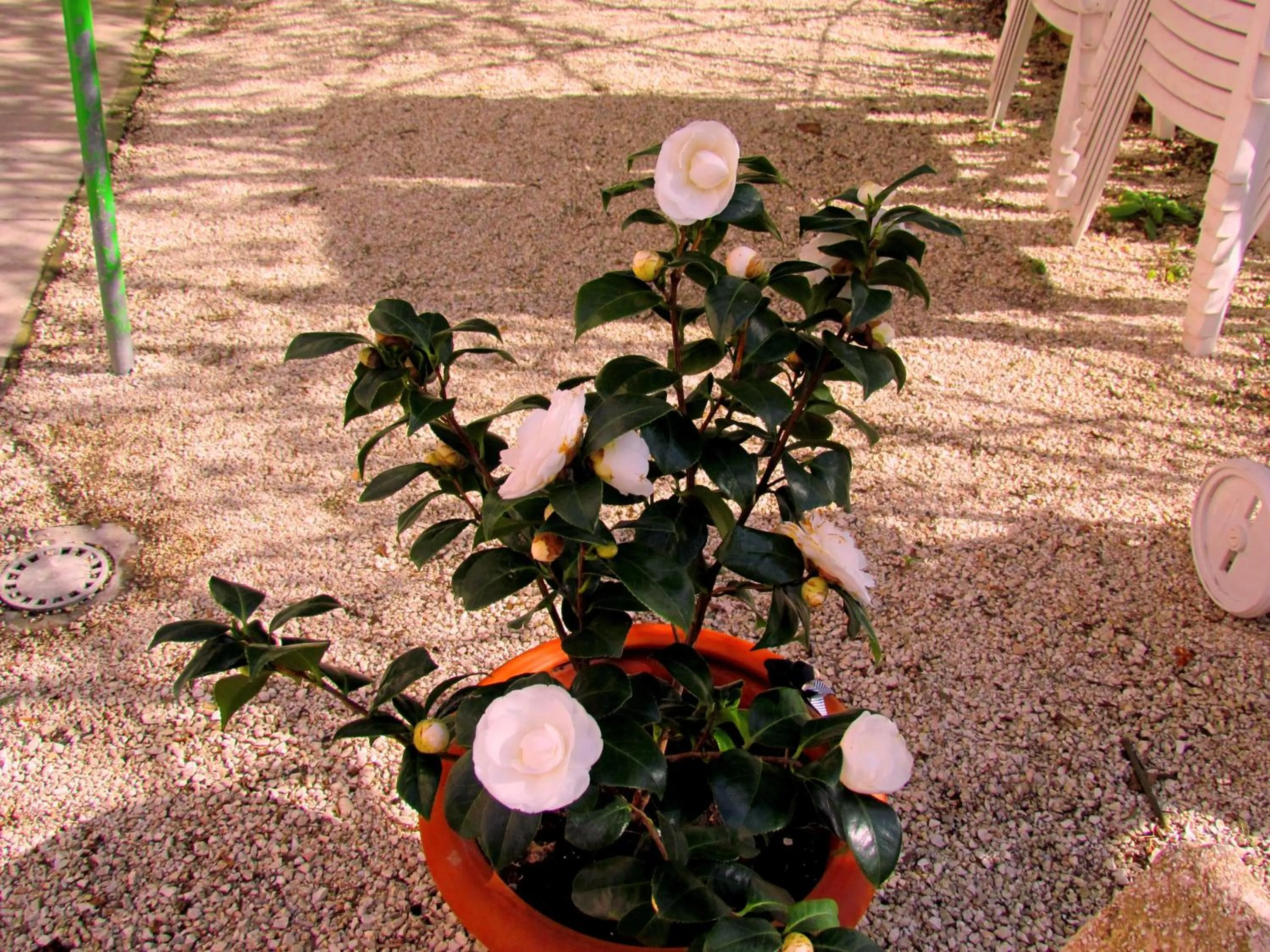 Spring in Villa Maria Bed & Breakfast, Corridonia, Marche