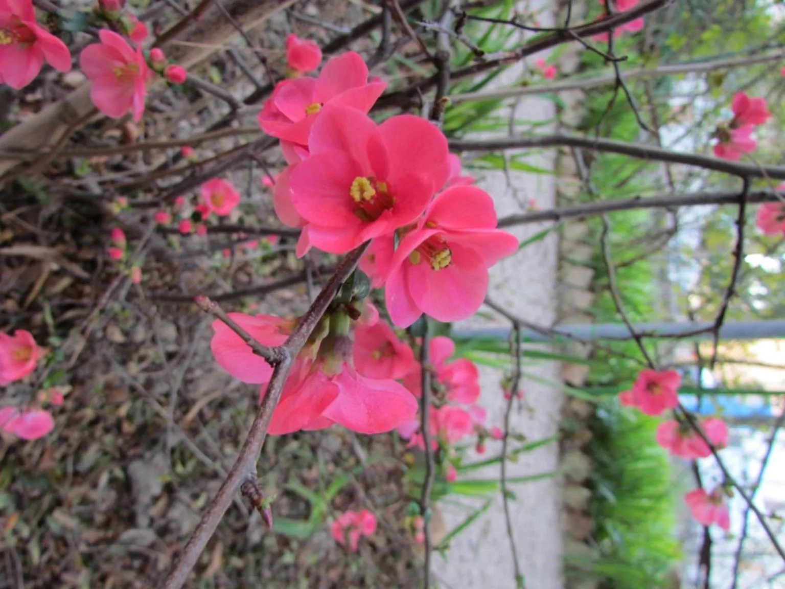 Villa Maria Bed & Breakfast, Corridonia, Marche