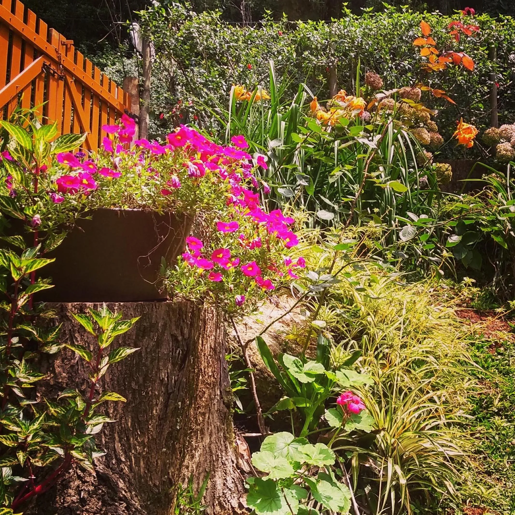 Garden in Nas Nuvens Hospedaria