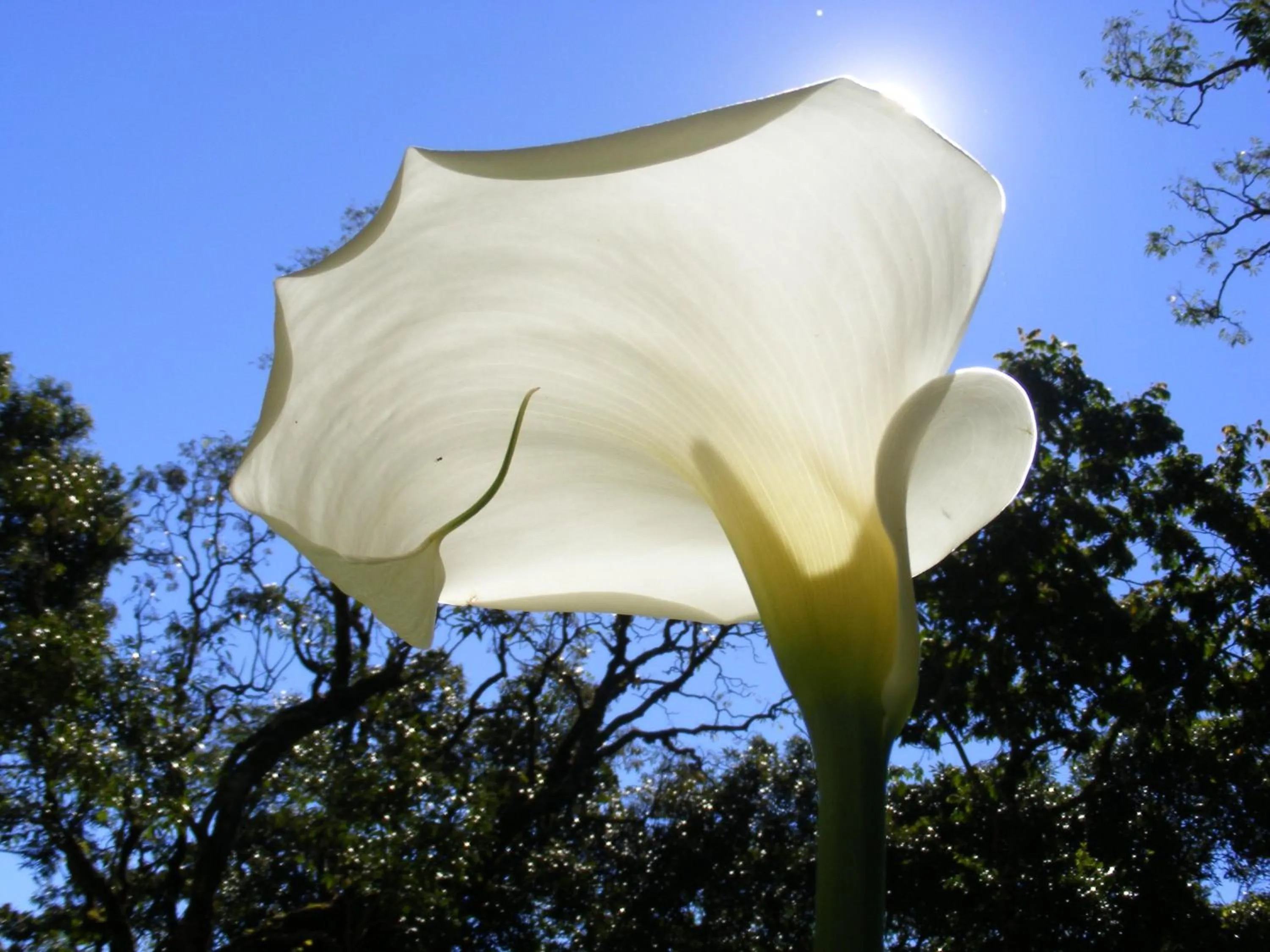 Garden in Nas Nuvens Hospedaria