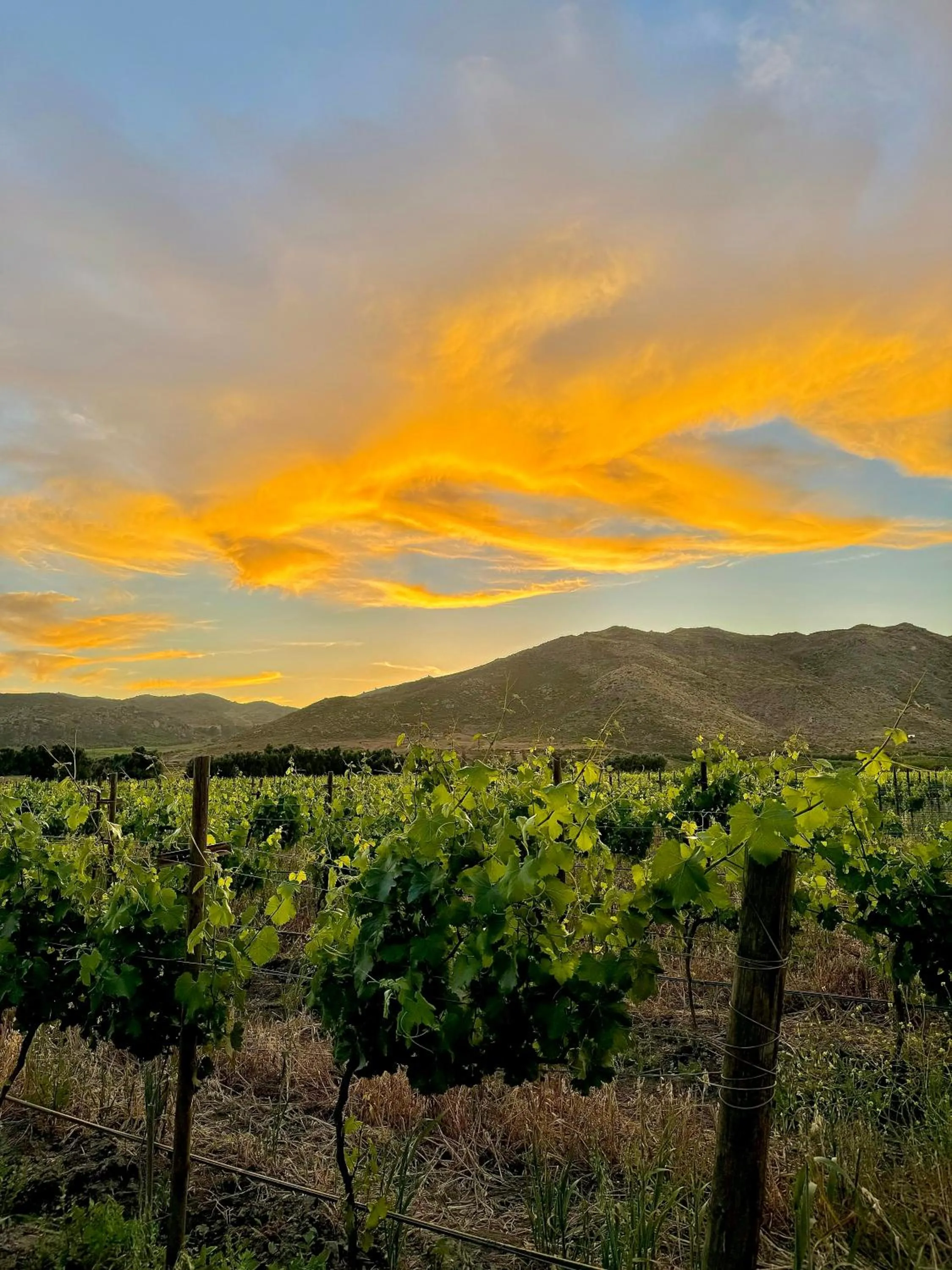 Bruma Wine Resort