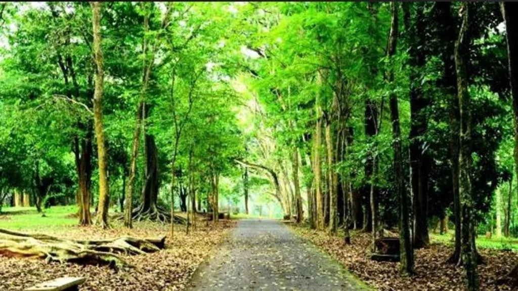 Orchardz Hotel Ayani