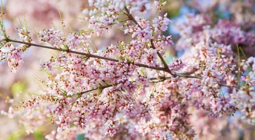 Chayada Garden House and Resort Hotel