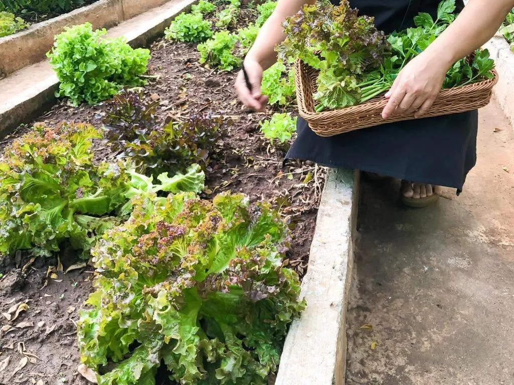 Chayada Garden House and Resort Hotel