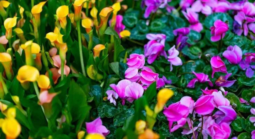 Orleans Hotel and Casino