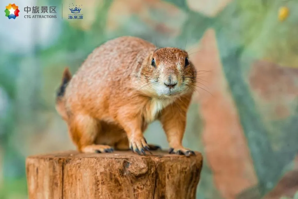 Ocean Spring Metropark Hotel Zhuhai