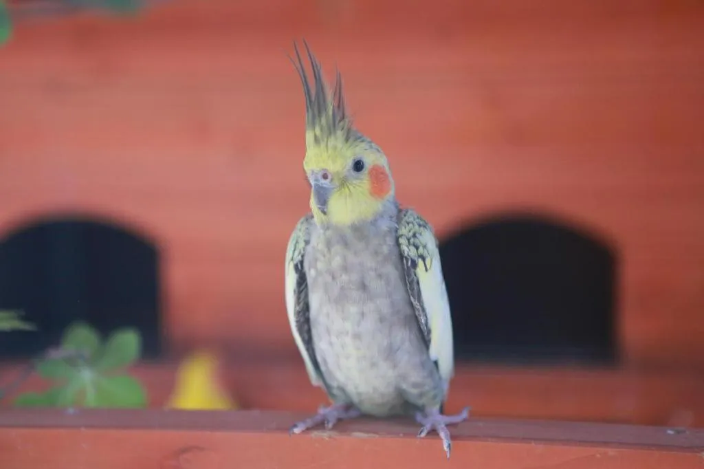 Ocean Spring Metropark Hotel Zhuhai