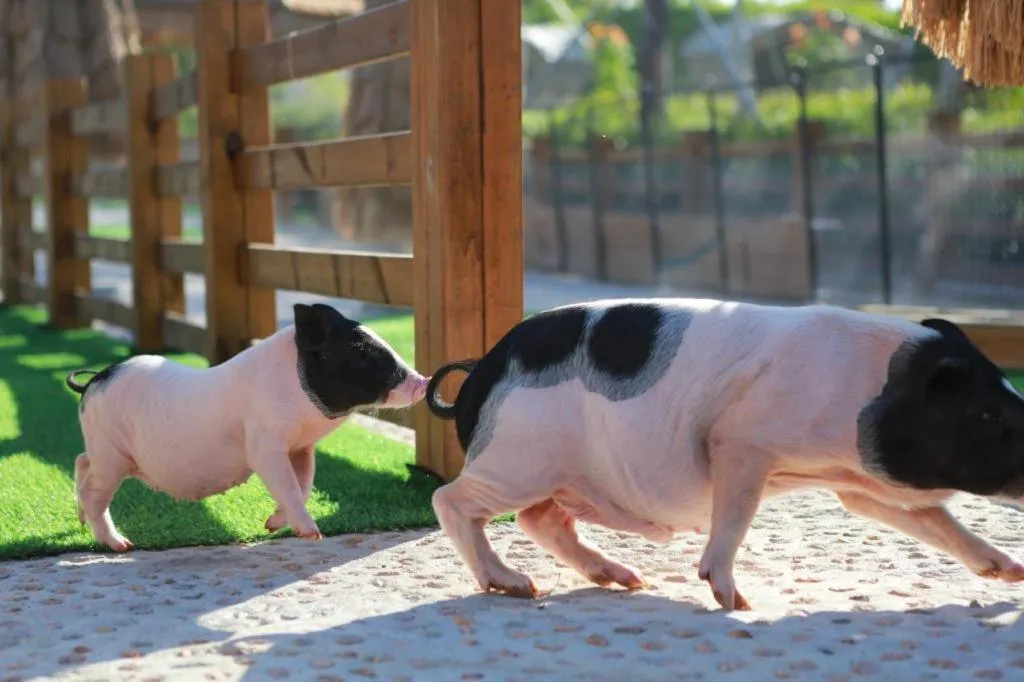 Ocean Spring Metropark Hotel Zhuhai