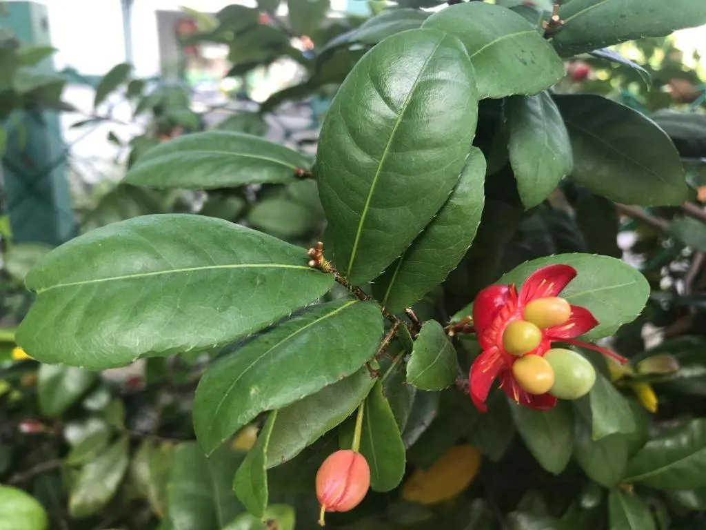 Lai Ming Hotel Cosmoland