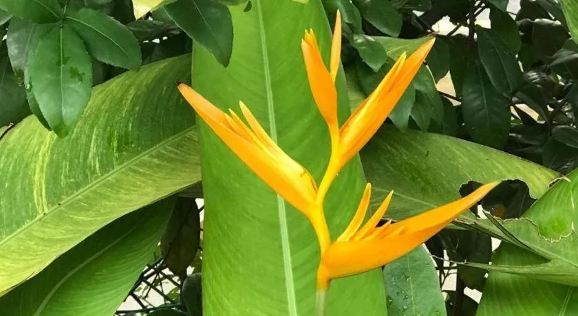 Lai Ming Hotel Cosmoland