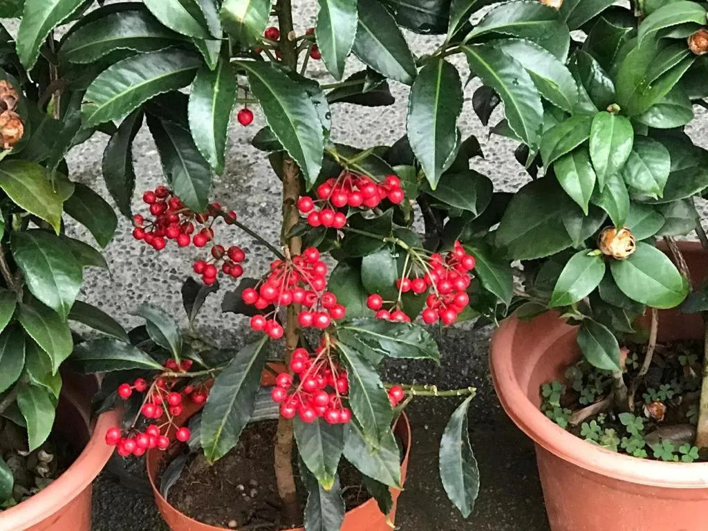 Lai Ming Hotel Cosmoland